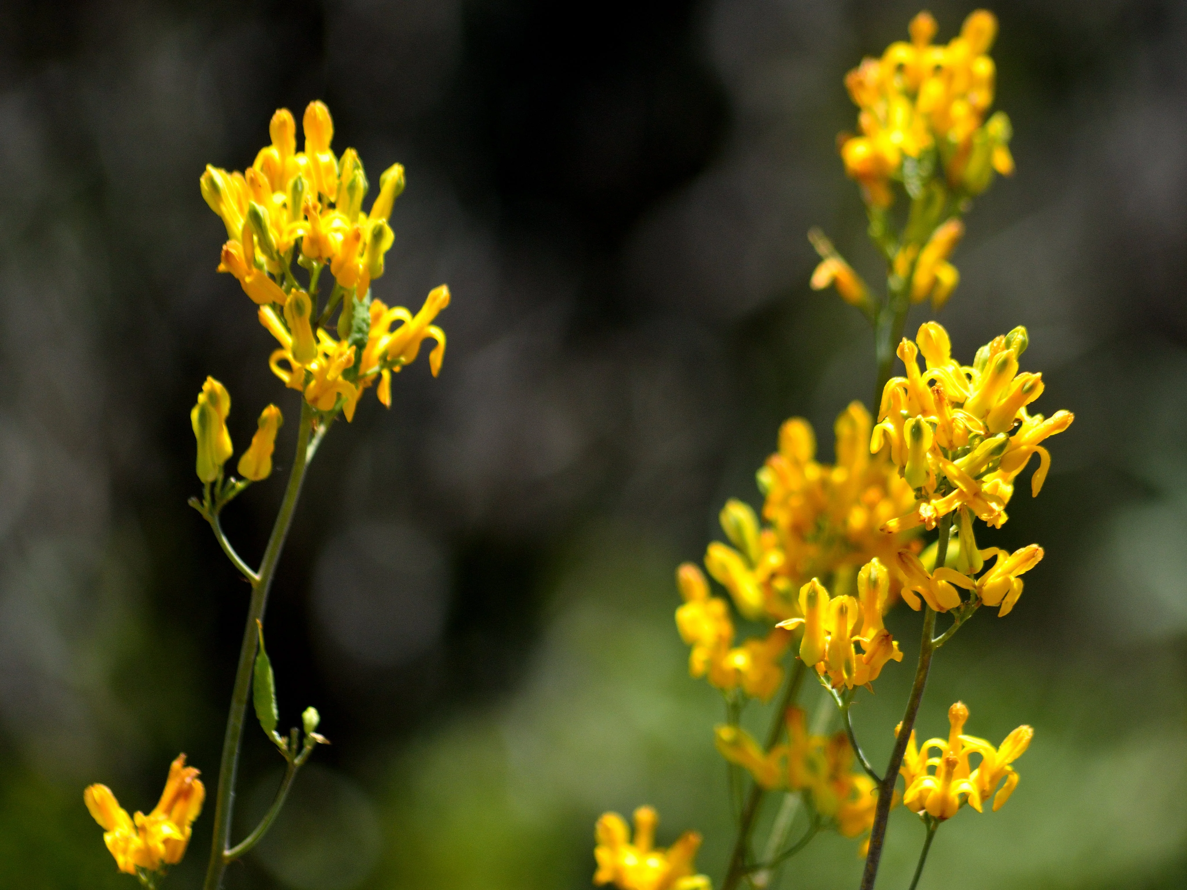10 GOLDEN EARDROPS Dicentra Chrysantha Yellow Bleeding Heart Shade Flower Seeds - Image 5
