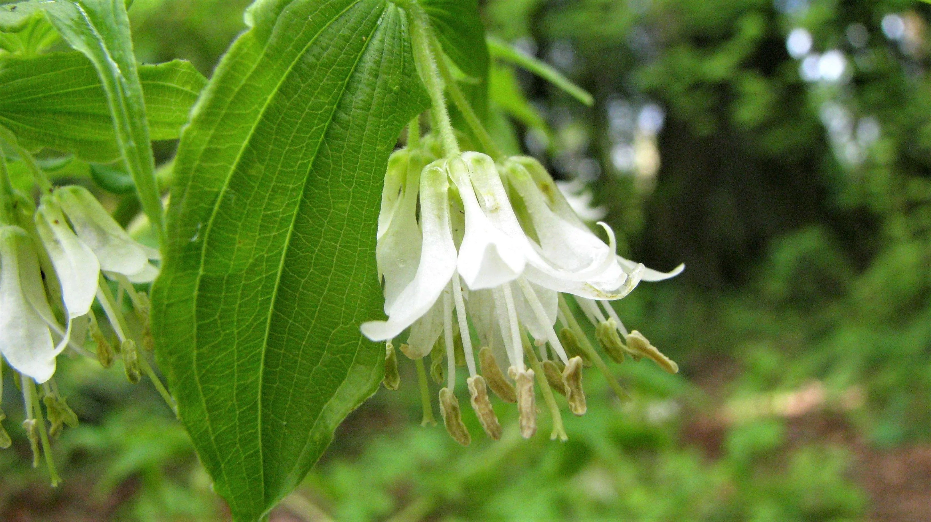 10 HOOKERS FAIRYBELLS Drops of Gold Prosartes Disporum Hookeri Native Flower Seeds - Image 3