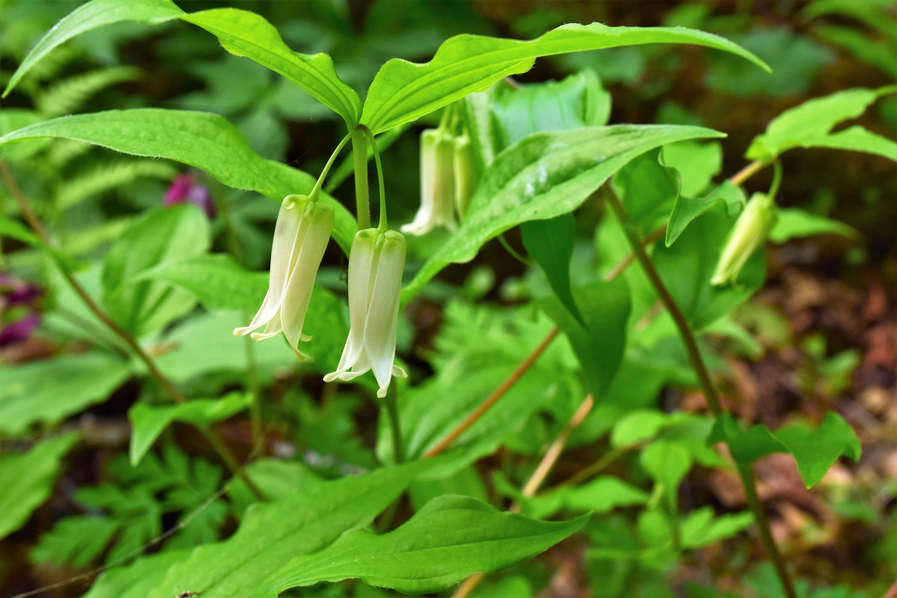 10 HOOKERS FAIRYBELLS Drops of Gold Prosartes Disporum Hookeri Native Flower Seeds - Image 4