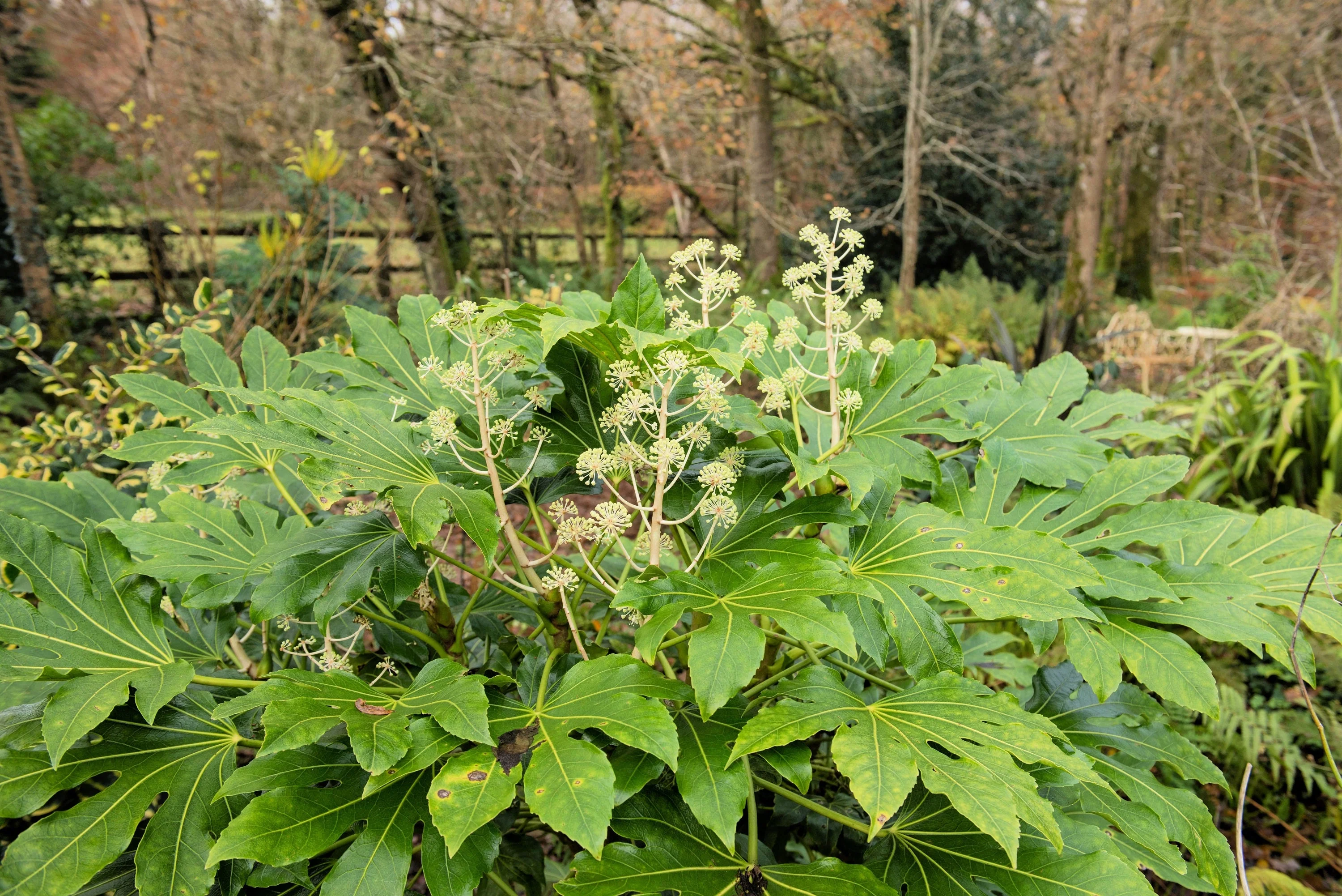10 JAPANESE FATSI Shrub Flower Paperplant Fatsia Aralia Japonica Seeds - Image 12