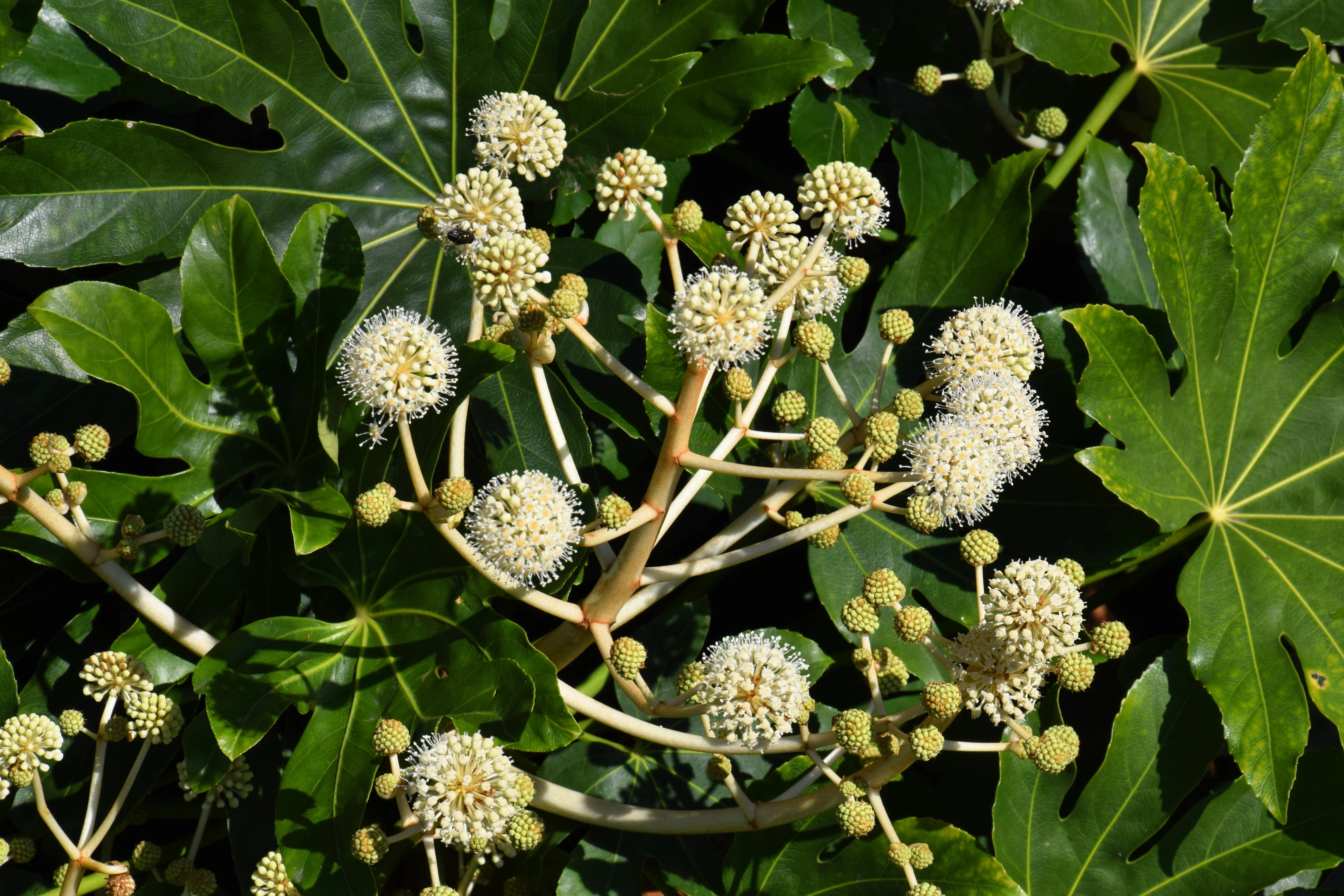 10 JAPANESE FATSI Shrub Flower Paperplant Fatsia Aralia Japonica Seeds - Image 6