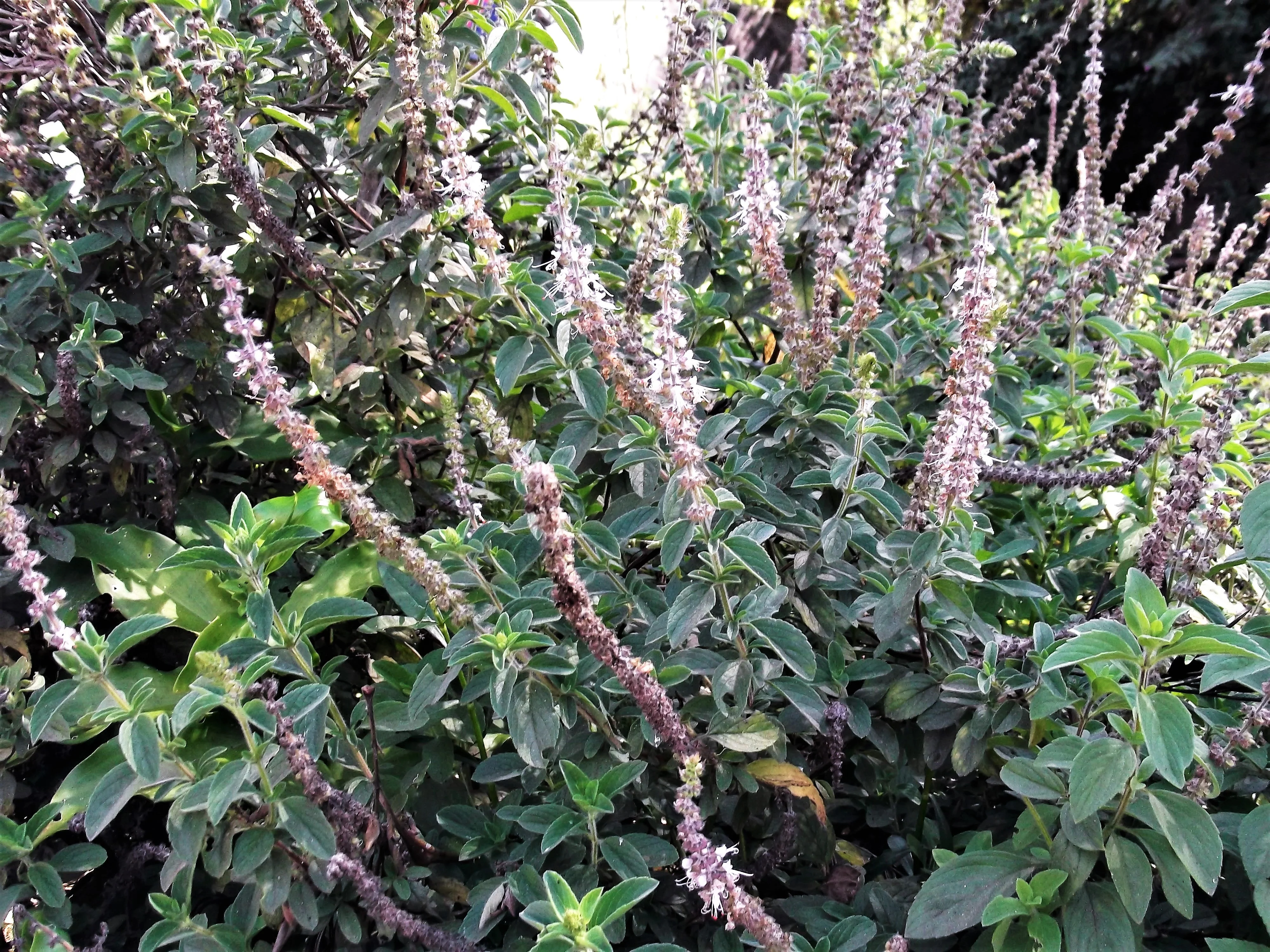 10 Java INDIAN PATCHOULI Pogostemon Heyneanus Herb Shrub Flower Fragrant Patchouly Seeds - Image 2