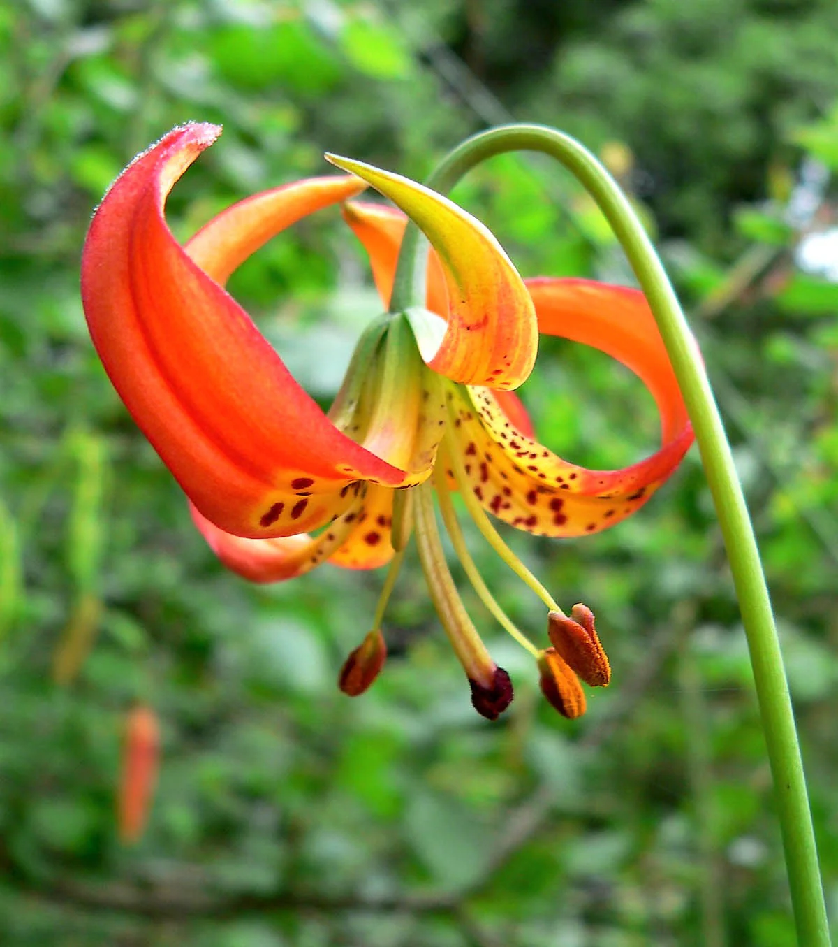 10 LEOPARD LILY California Tiger Lily Panther Lilium Pardalinum Yellow Orange Red Spotted Native Flower Seeds - Image 8
