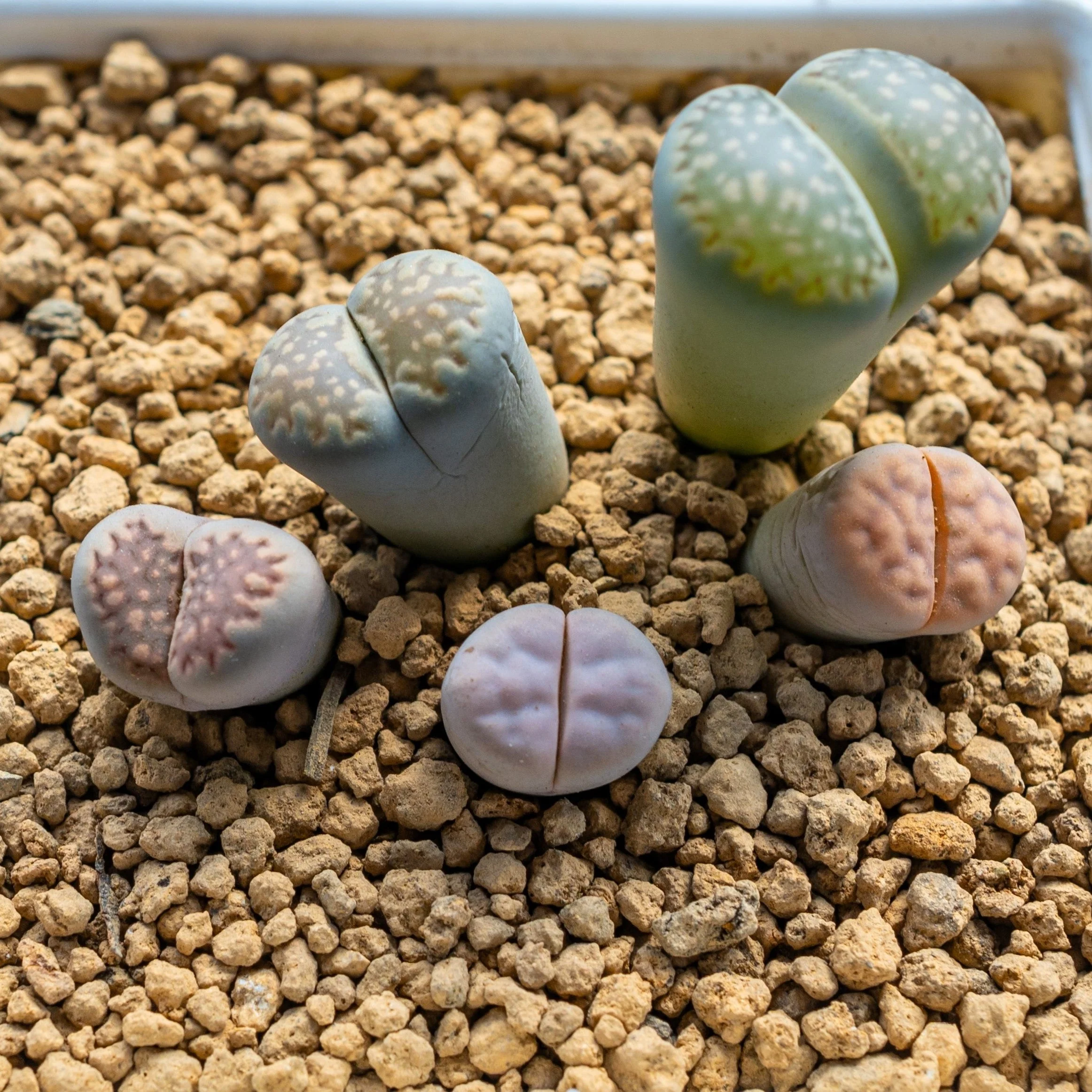 10 LIVING STONE / LITHOPS Mixed Colors Pebble Houseplant Flower Seeds - Image 11