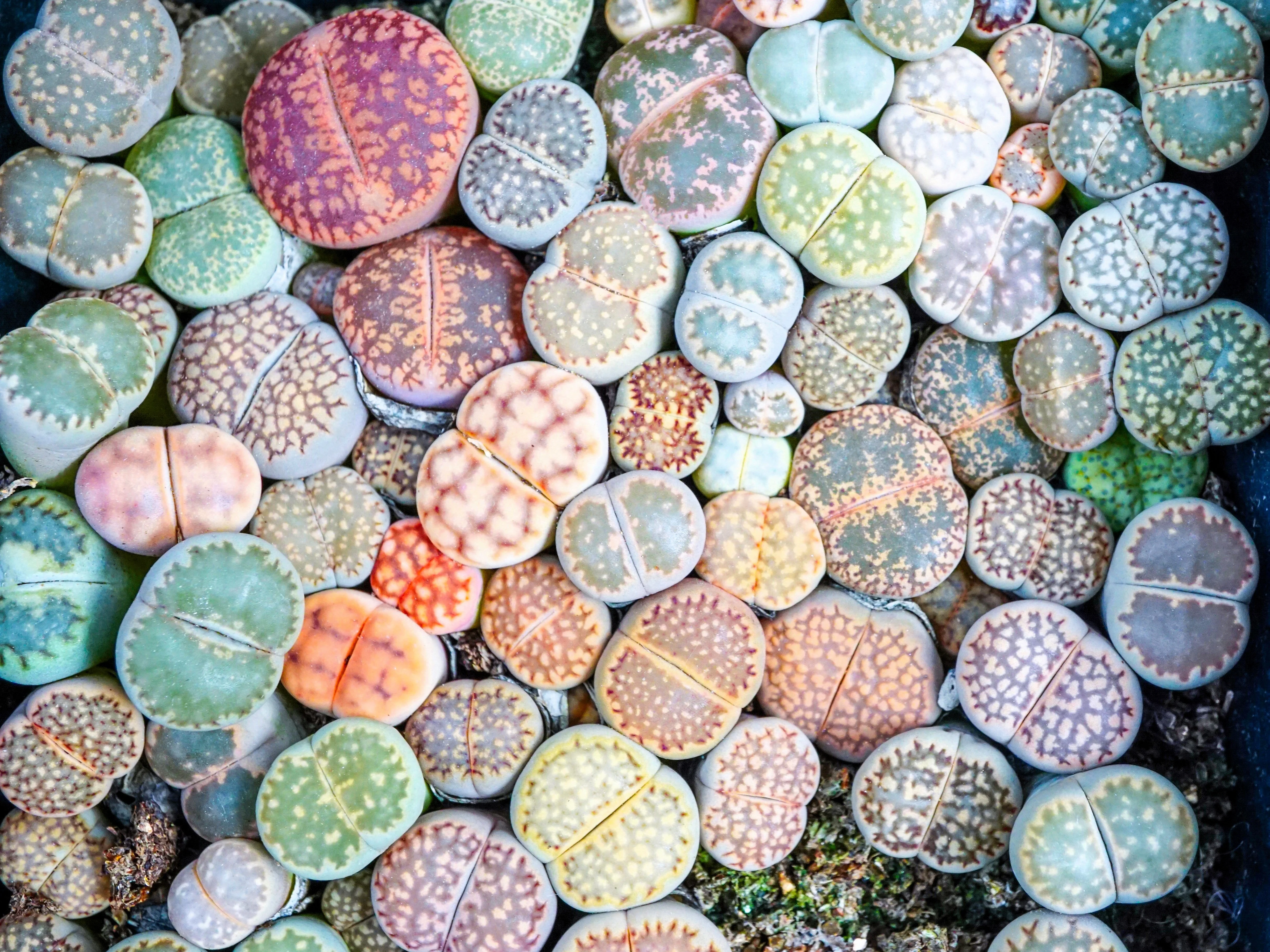 10 LIVING STONE / LITHOPS Mixed Colors Pebble Houseplant Flower Seeds - Image 2
