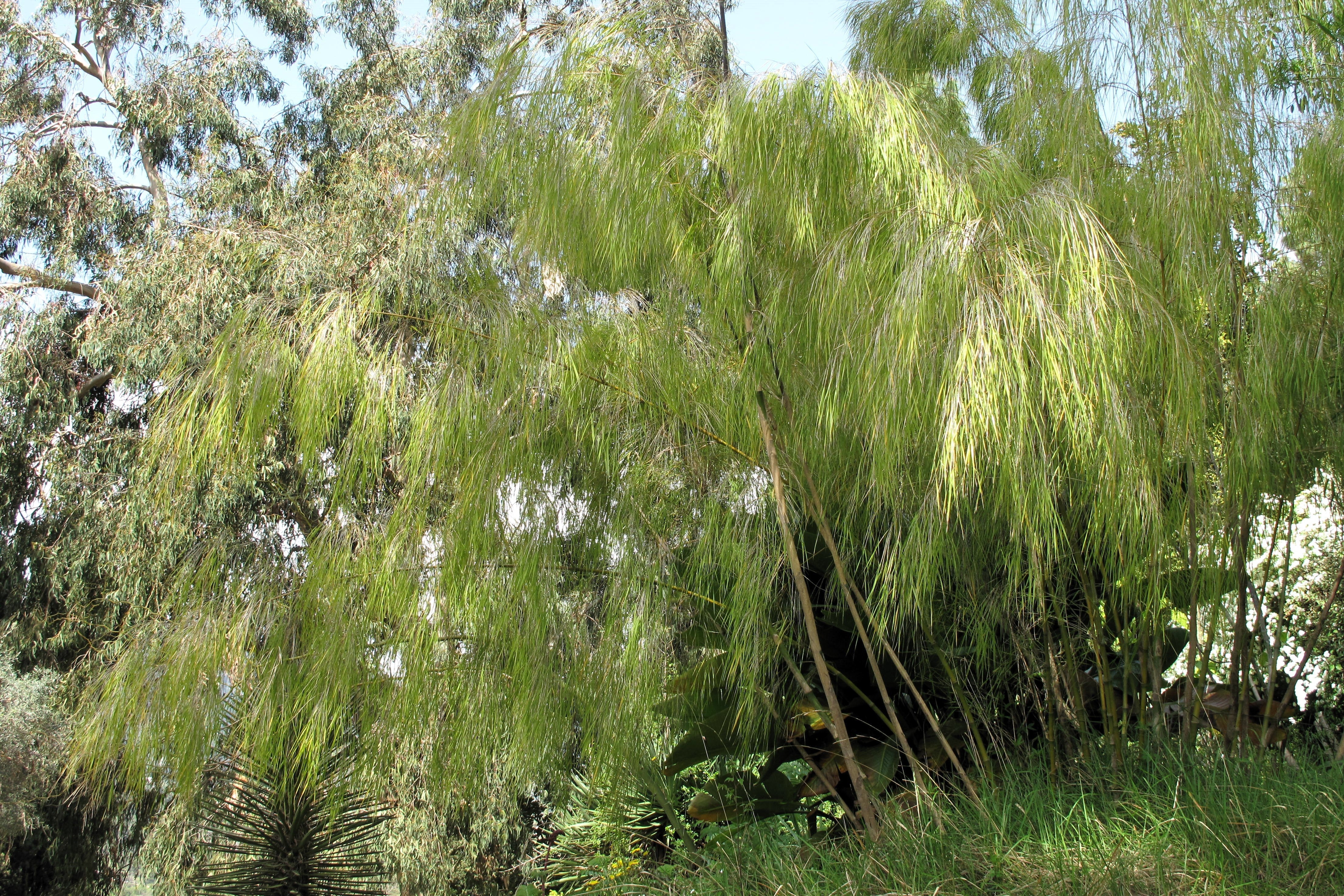 10 MEXICAN WEEPING BAMBOO Otatea Acuminata Rare Seeds - Image 13