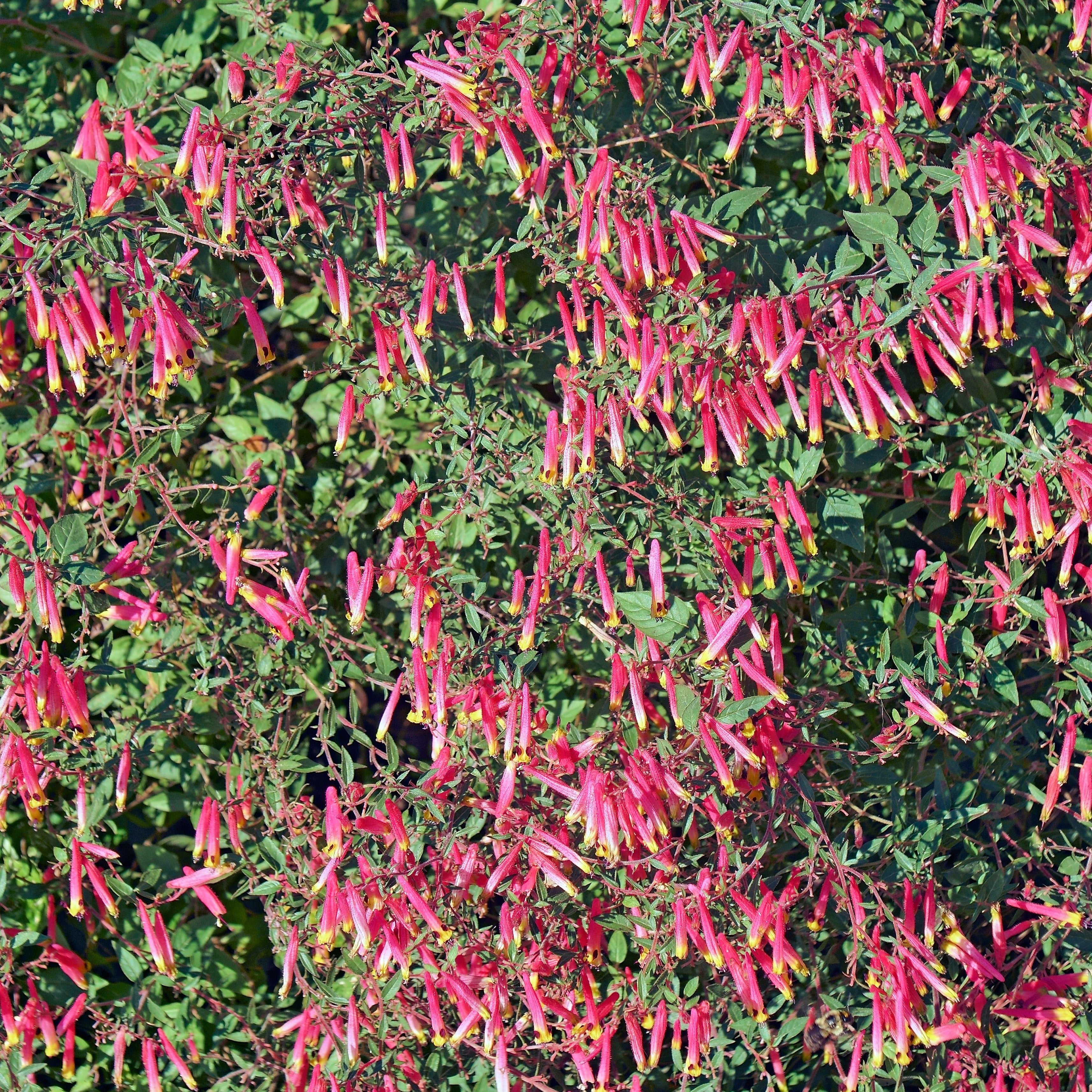 10 MIXED CIGAR PLANT Cuphea Ignea Red Pink White Firecracker Flower Seeds - Image 5
