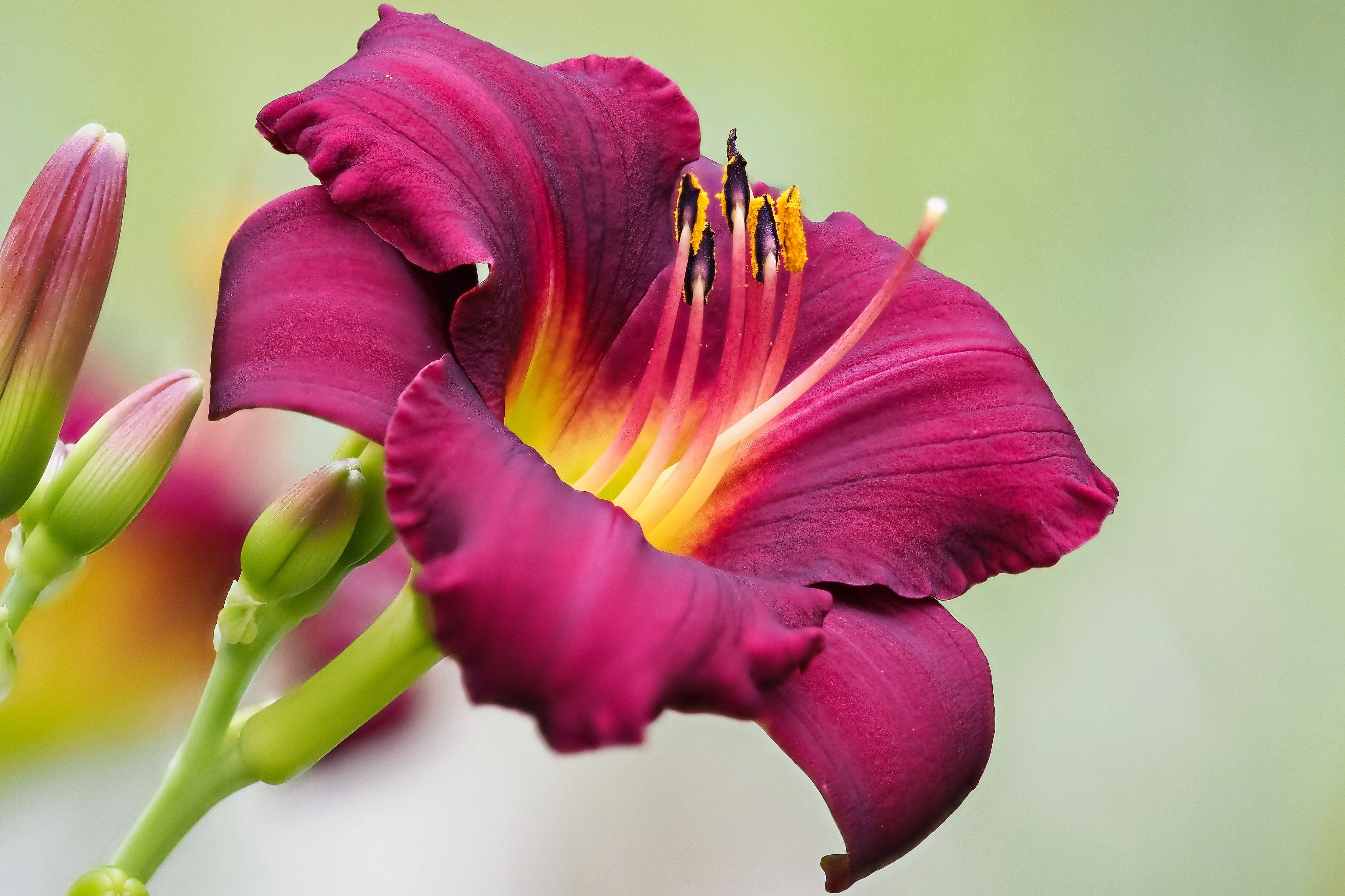10 MIXED COLORS DAYLILY Hemerocallis Day Lily Fine Mix Red Purple Flower Seeds - Image 11
