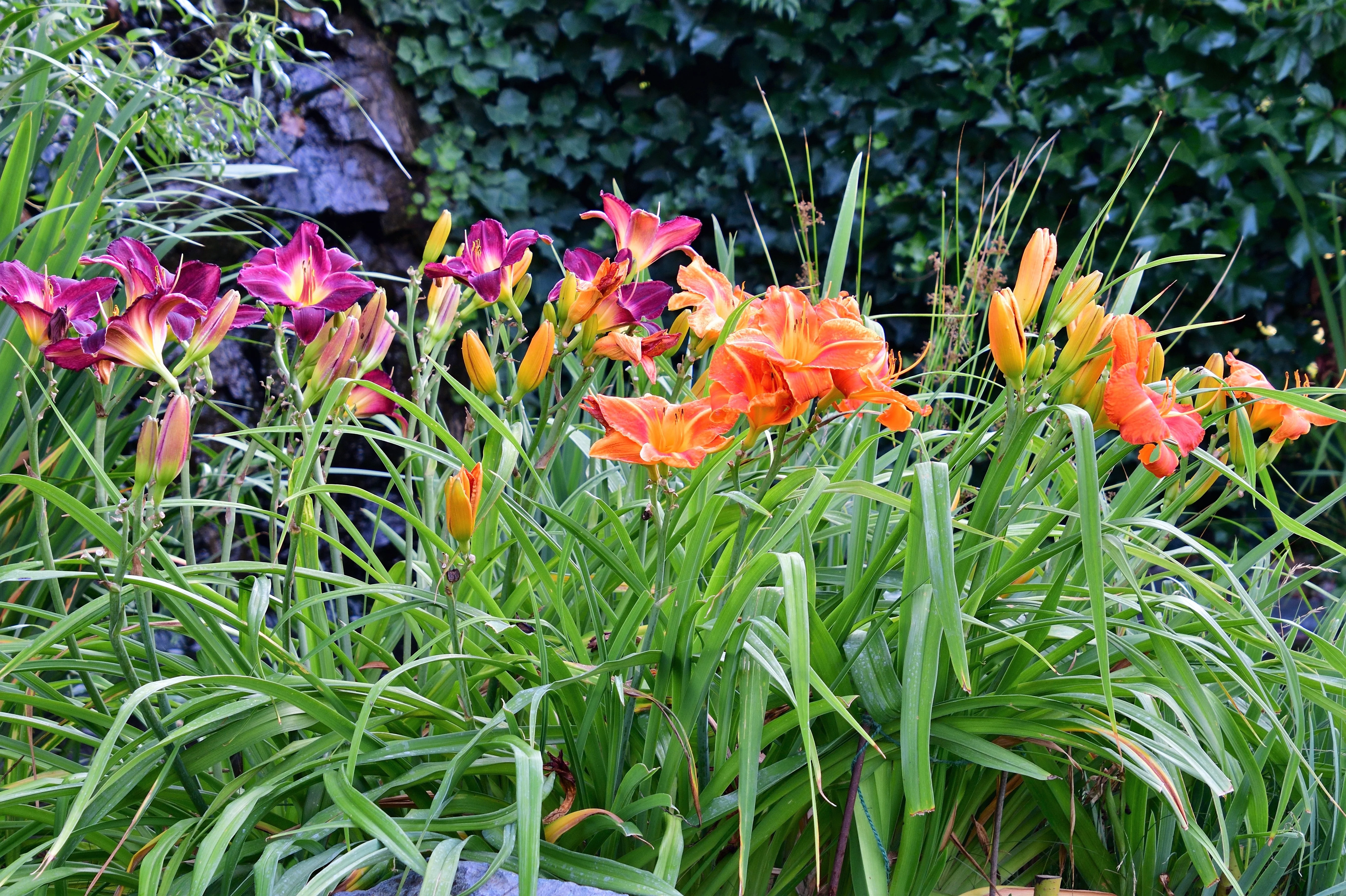 10 MIXED COLORS DAYLILY Hemerocallis Day Lily Fine Mix Red Purple Flower Seeds - Image 18