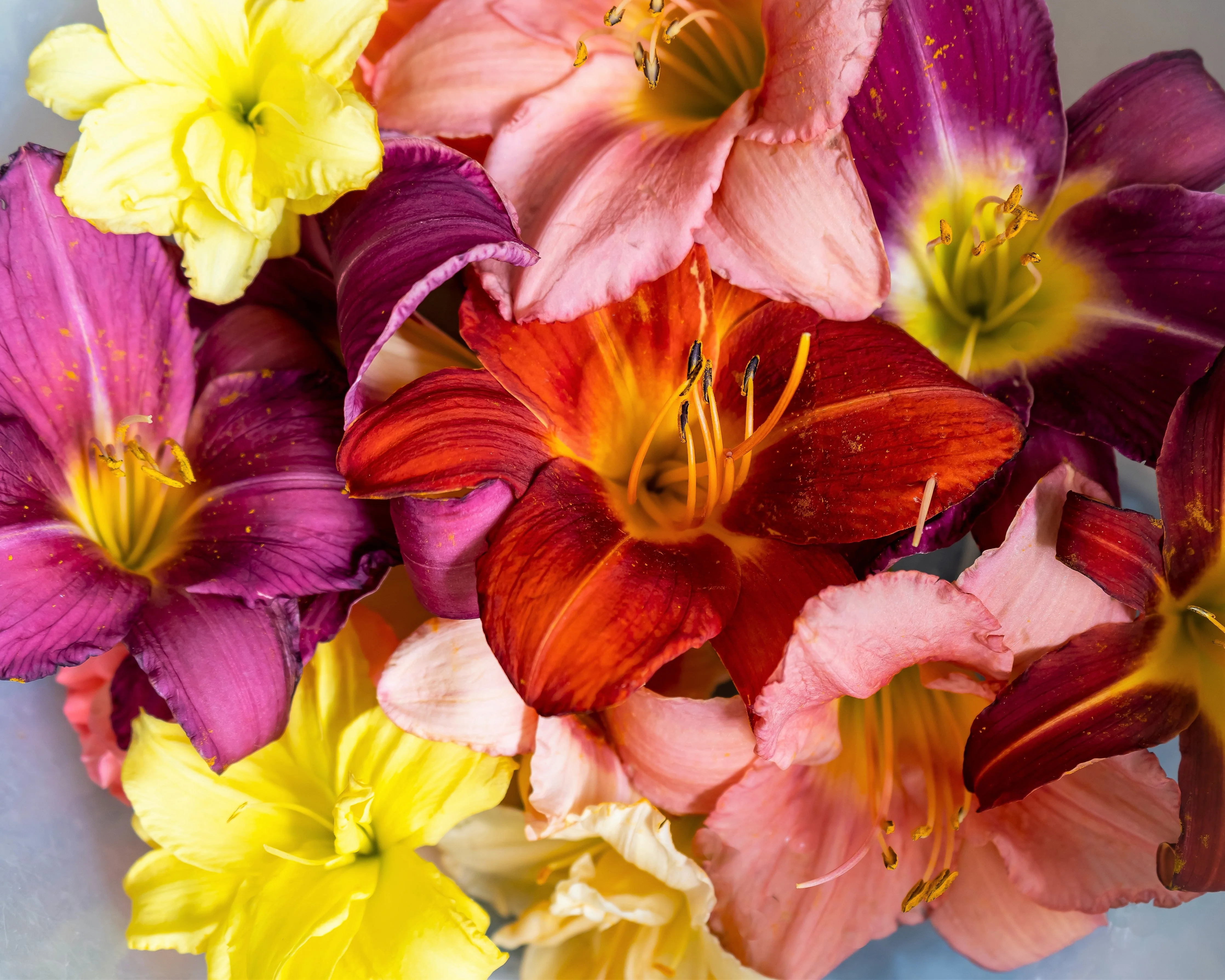 10 MIXED COLORS DAYLILY Hemerocallis Day Lily Fine Mix Red Purple Flower Seeds - Image 2