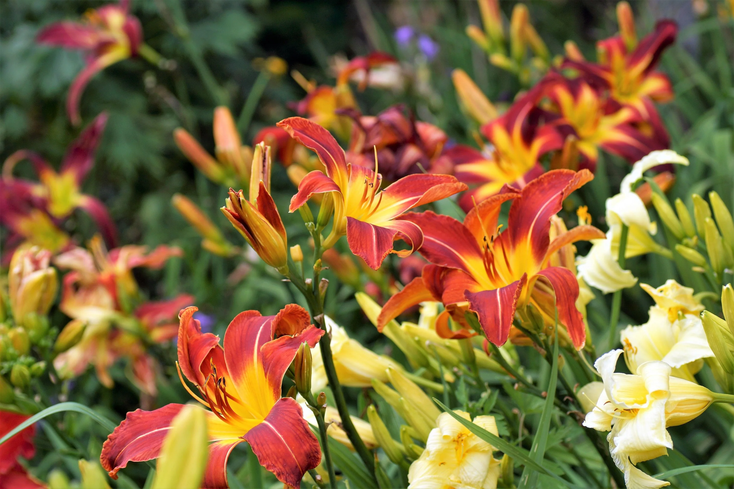 10 MIXED COLORS DAYLILY Hemerocallis Day Lily Fine Mix Red Purple Flower Seeds - Image 4