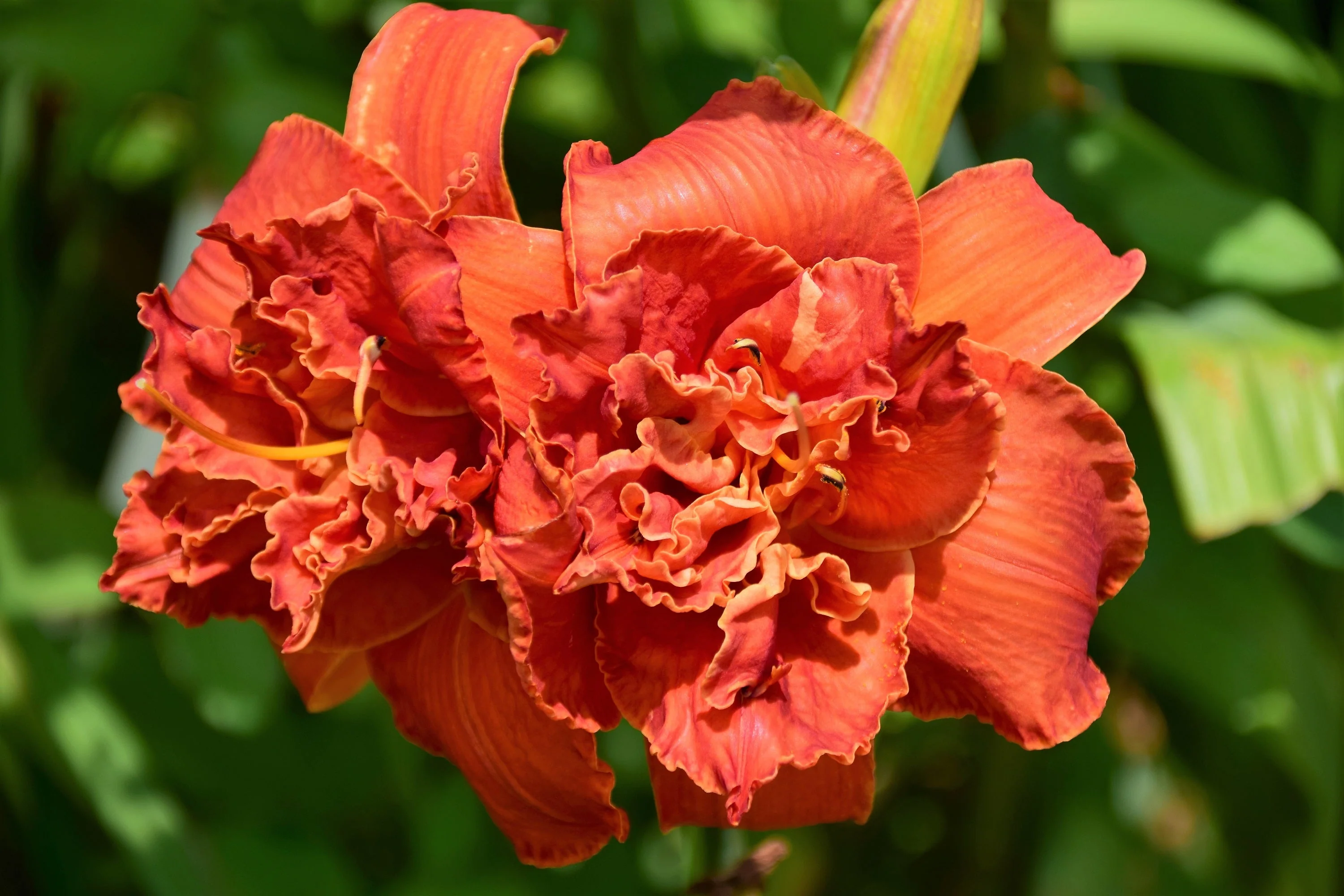 10 MIXED COLORS DAYLILY Hemerocallis Day Lily Fine Mix Red Purple Flower Seeds - Image 6