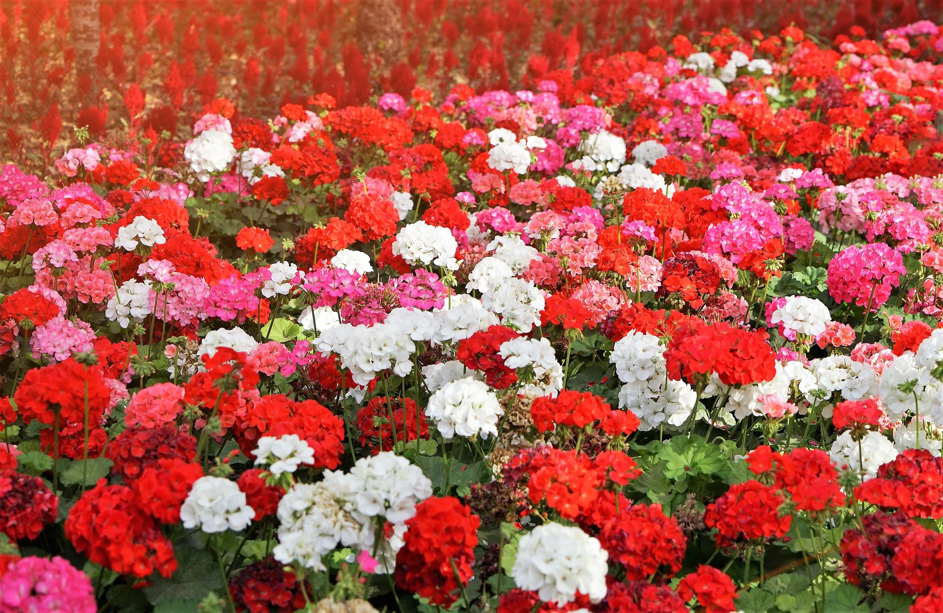 10 MIXED COLORS GERANIUM Pelargonium Zonale Pink, Purple, White, Red, & Salmon Flower Seeds - Image 3