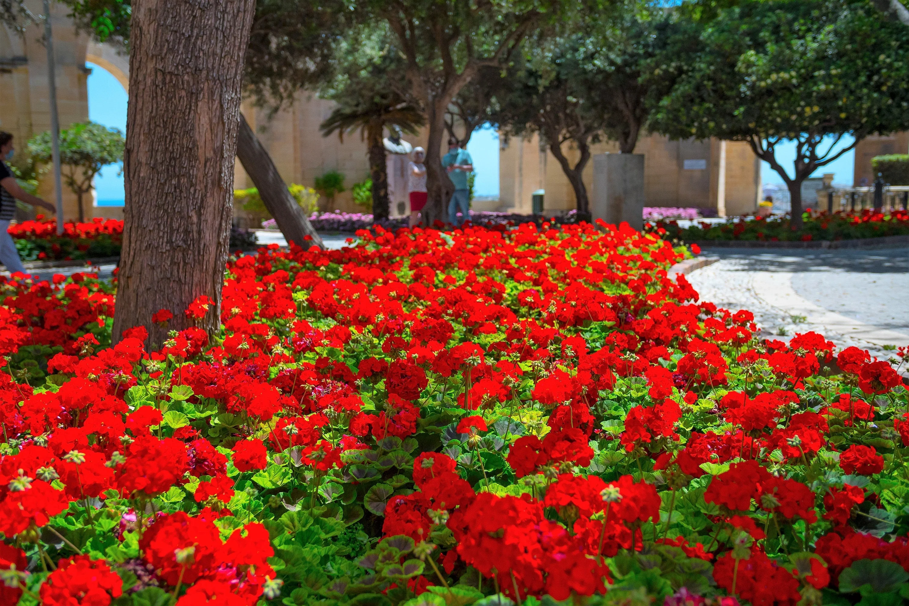 10 MIXED COLORS GERANIUM Pelargonium Zonale Pink, Purple, White, Red, & Salmon Flower Seeds - Image 7