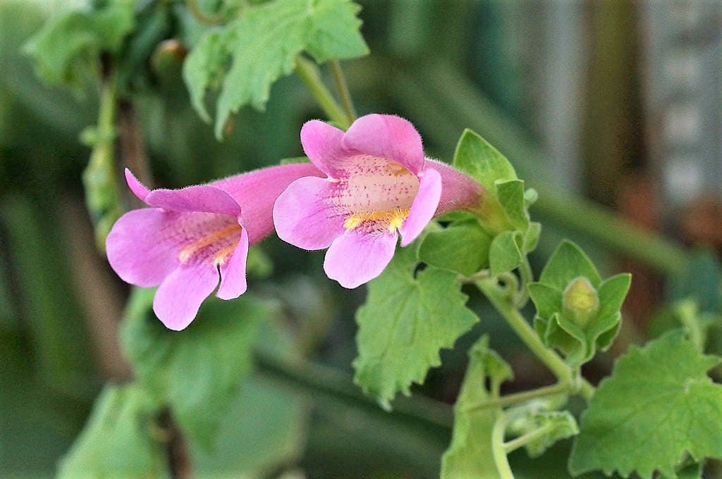 10 MIXED DRAGONSNAP VINE Asarina Scandens Climbing Snapdragon Pink Blue Red White Flower Seeds - Image 4