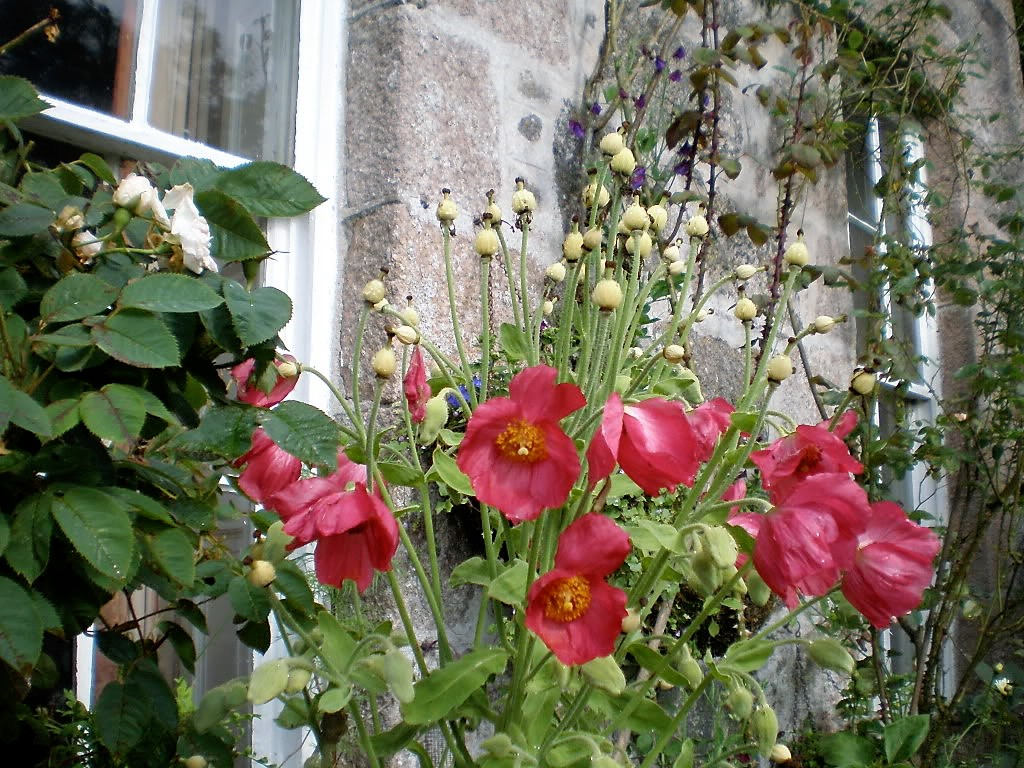 10 MIXED HIMALAYAN POPPY Blue Red Violet Meconopsis Napaulensis Mix Flower Seeds - Image 3