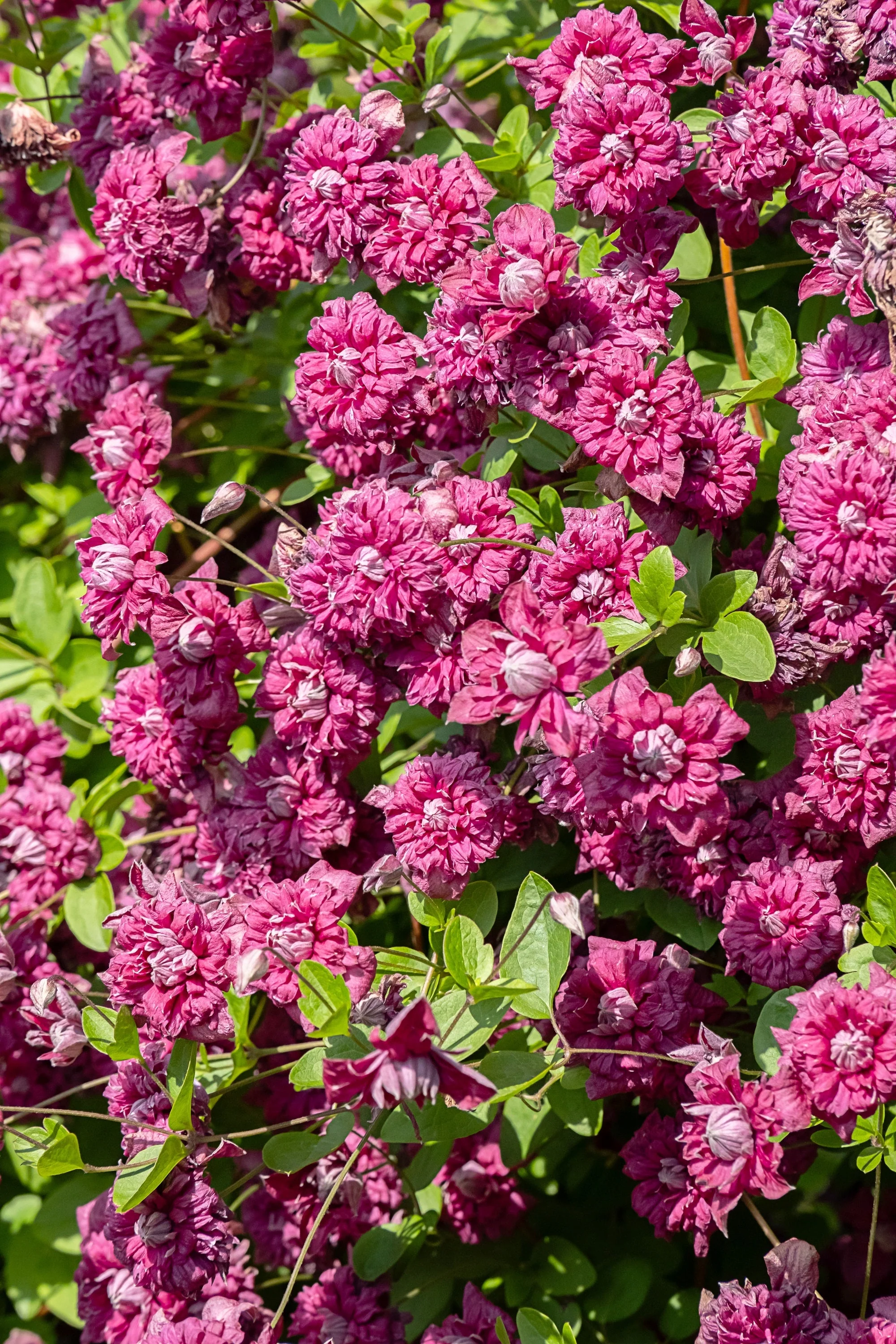 10 MIXED HYBRID CLEMATIS Hybrida Red Purple Pink Blue Bicolor Flower Vine Seeds - Image 3