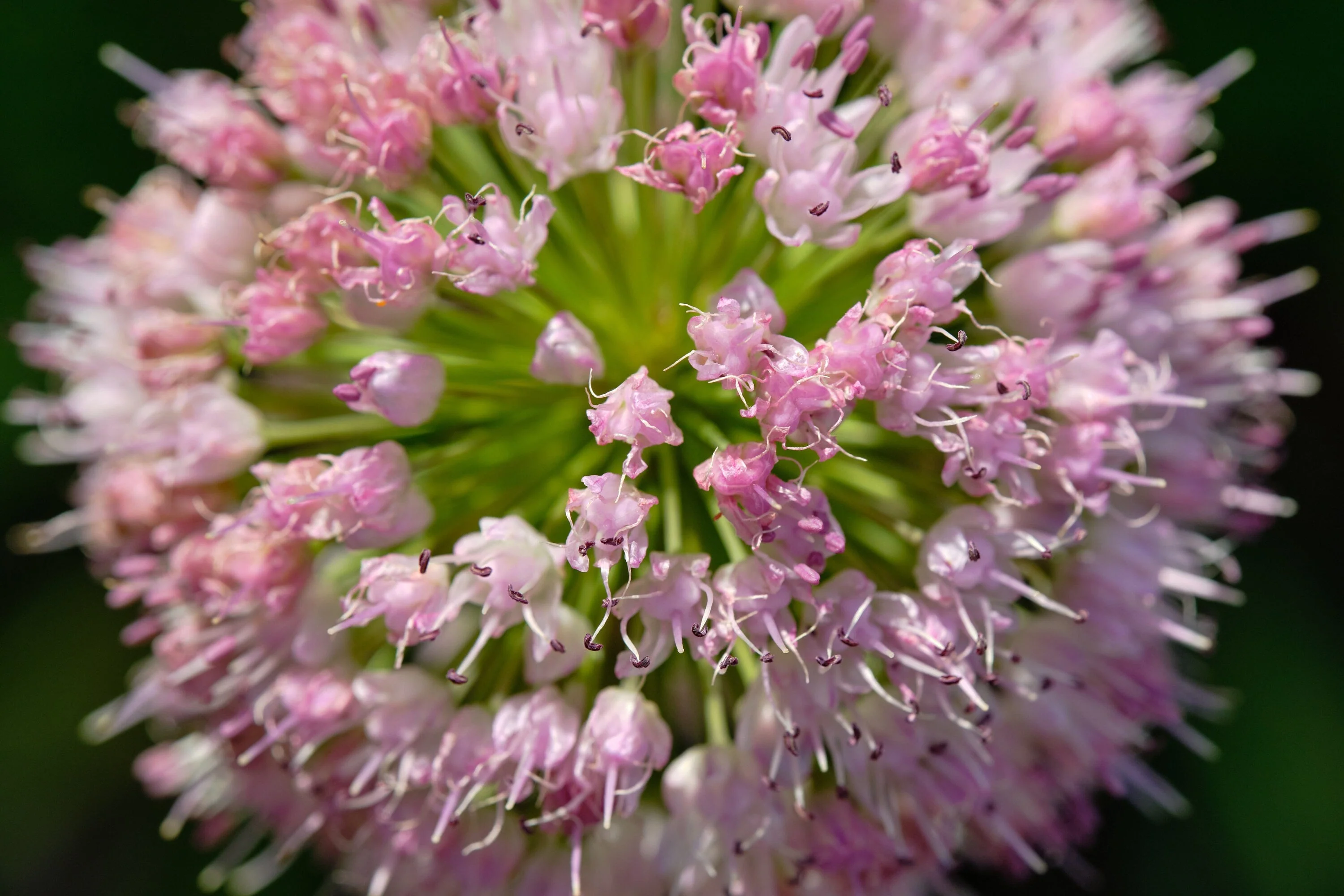 10 MOUSE GARLIC Allium Angulosum Wild Garlic Pink Flower Herb Seeds - Image 2
