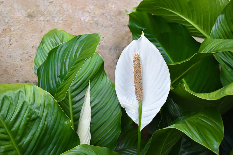 10 PEACE LILY Spathiphyllum Wallisii Houseplant White Sails / Spathe Flower Seeds - Image 3