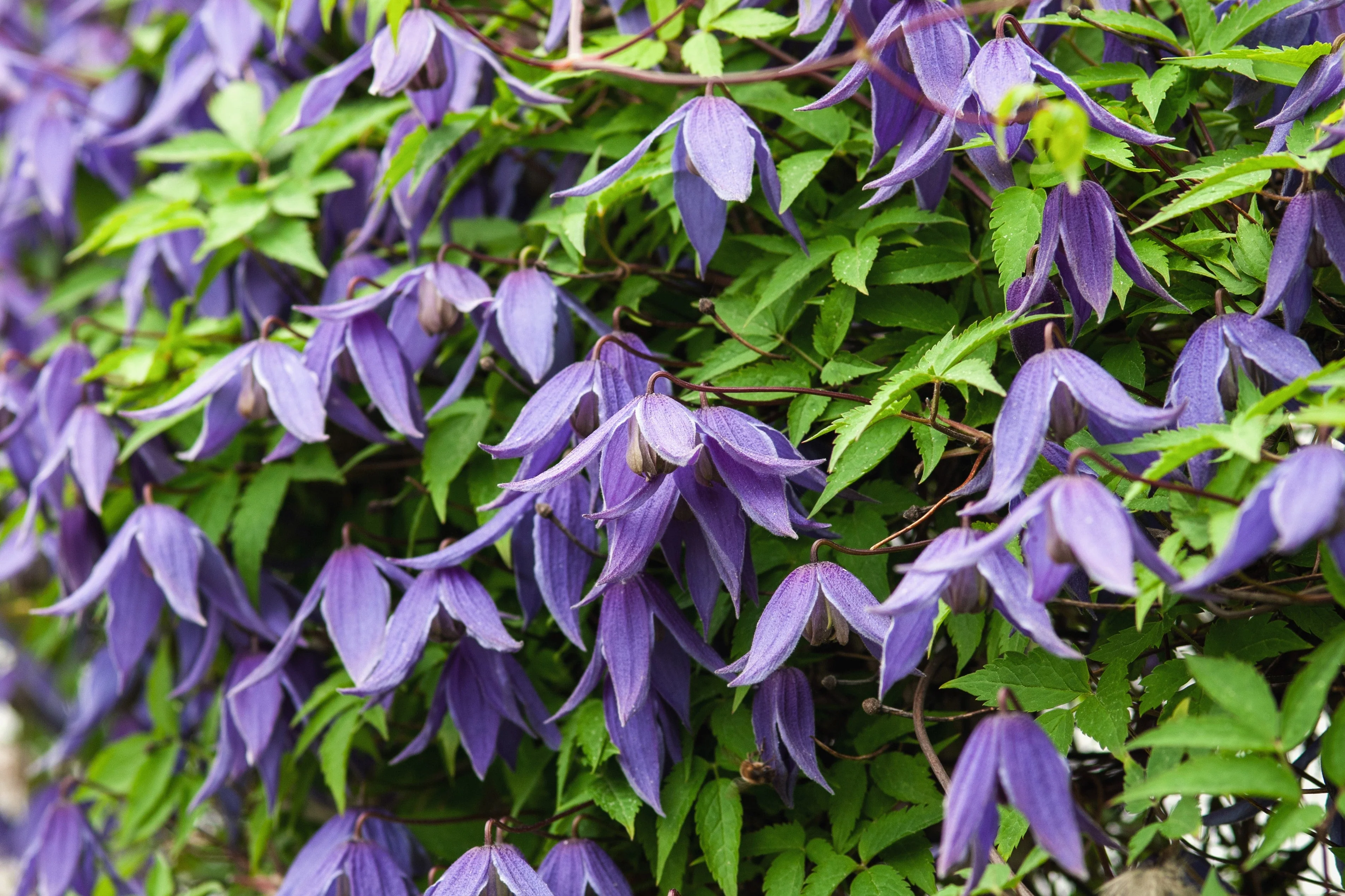 10 PURPLE ALPINE CLEMATIS Alpina Virgin's Bower Flower Vine Seeds - Image 2