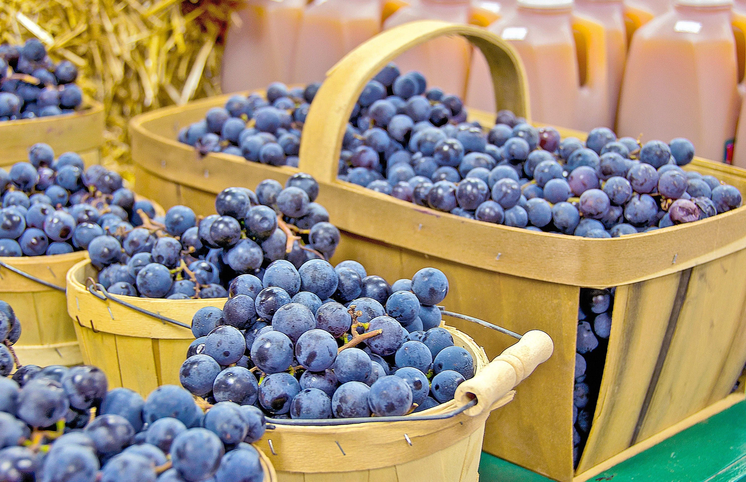 10 Purple CONCORD GRAPE Fruit Vine Vitis Labrusca White Flower Seeds - Image 6