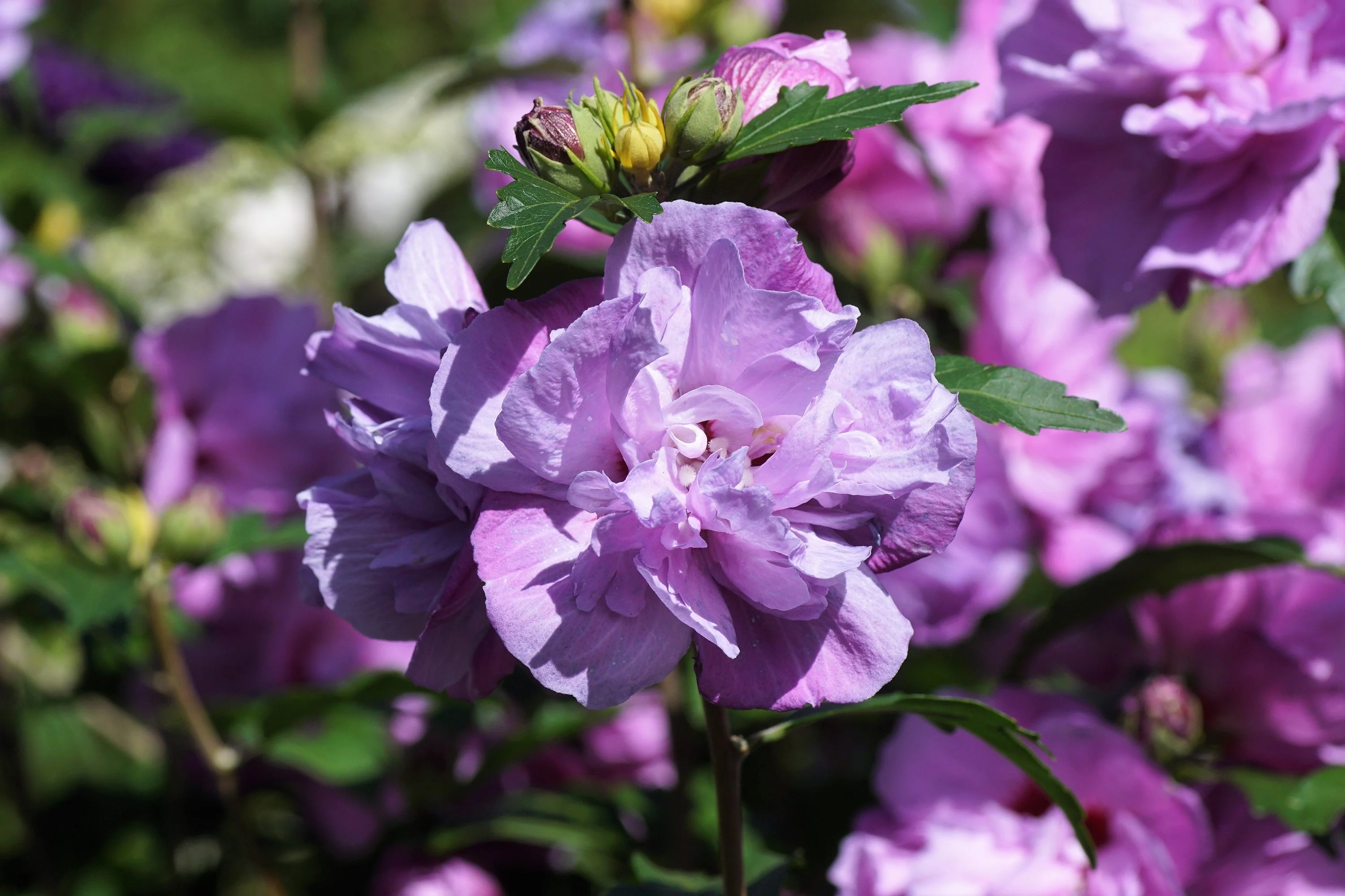 10 Purple Double ROSE Of SHARON Hibiscus Syriacus Flower Tree Shrub Seeds - Image 3