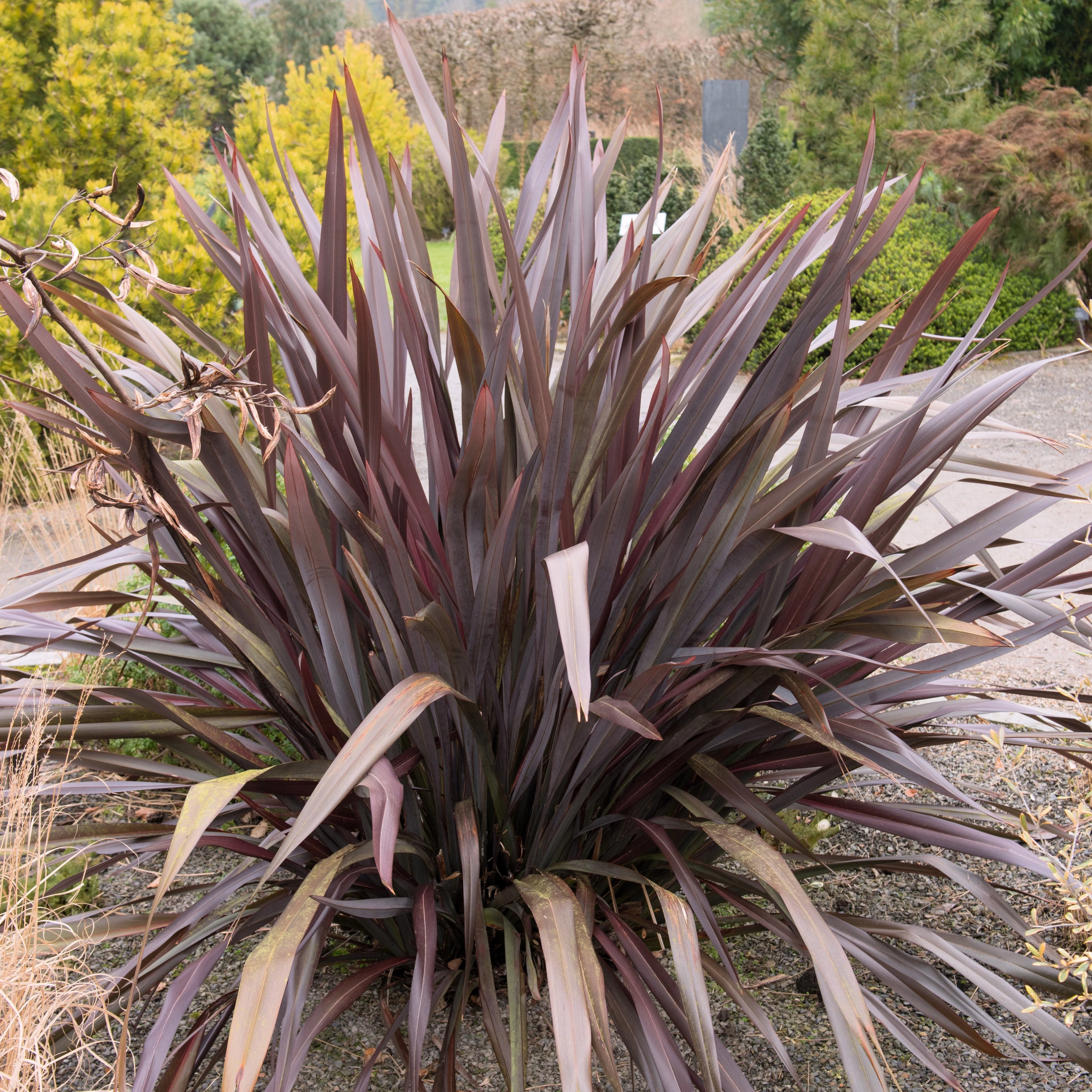10 Purple NEW ZEALAND FLAX Phormium Tenax Purpureum Ornamental Grass Flower Seeds - Image 2