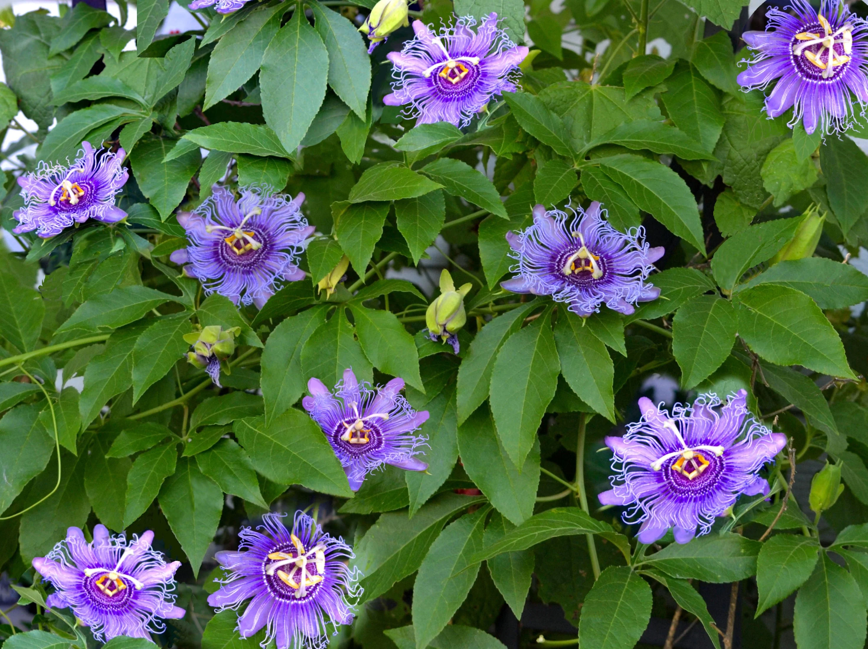 10 Purple PASSION FLOWER Passion FRUIT Granadilla Passiflora Incarnata Vine Seeds - Image 4