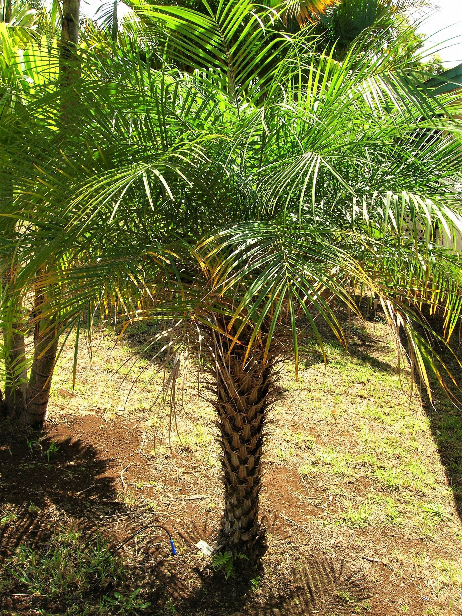 10 PYGMY DATE PALM Phoenix Roebelenii Dwarf Miniature Ornamental Fruit Tree Houseplant Seeds - Image 10