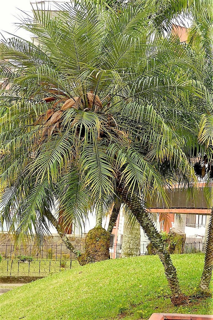 10 PYGMY DATE PALM Phoenix Roebelenii Dwarf Miniature Ornamental Fruit Tree Houseplant Seeds - Image 3