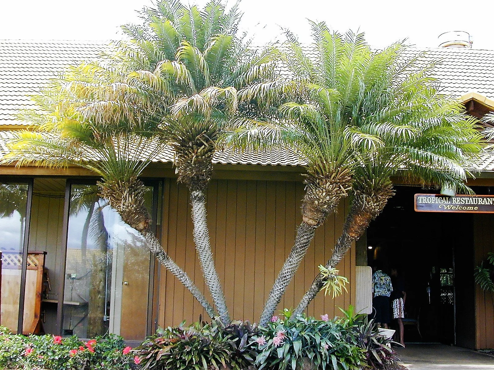 10 PYGMY DATE PALM Phoenix Roebelenii Dwarf Miniature Ornamental Fruit Tree Houseplant Seeds - Image 8