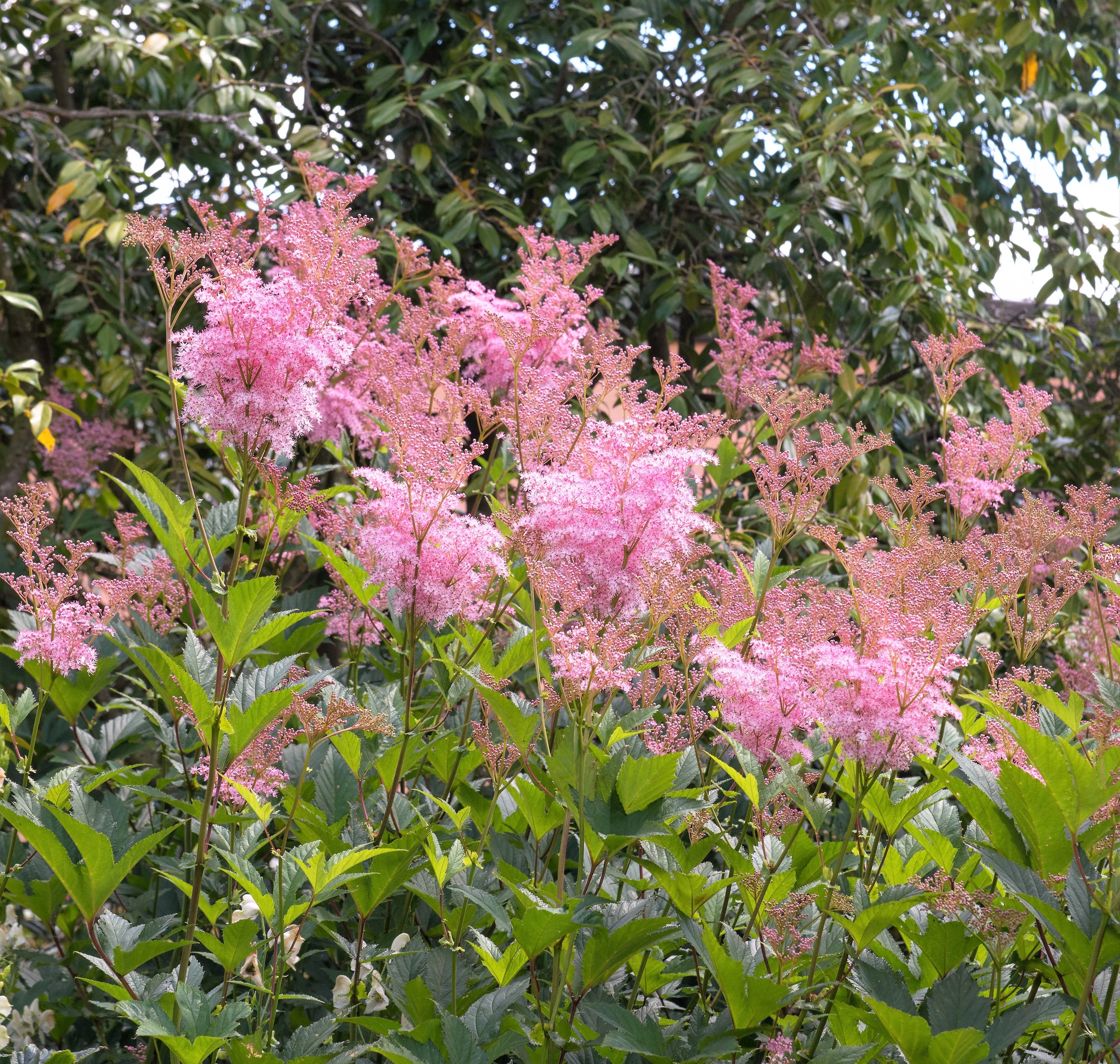 10 QUEEN Of THE PRAIRIE Pink Meadowsweet Filipendula Rubra Flower Seeds - Image 6