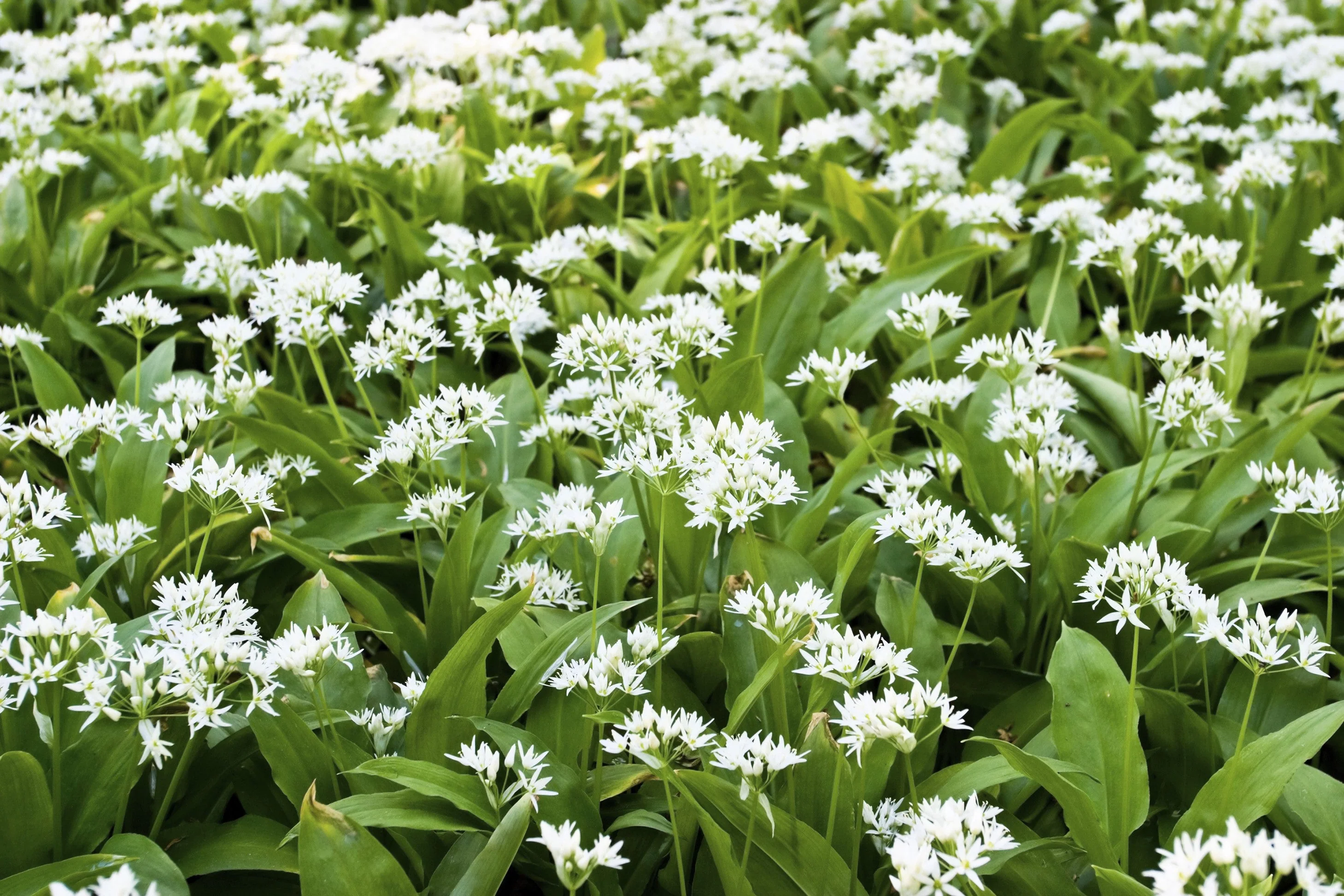 10 RAMSONS / WILD Bear GARLIC Allium Ursinum Vegetable Herb White Flower Seeds - Image 13