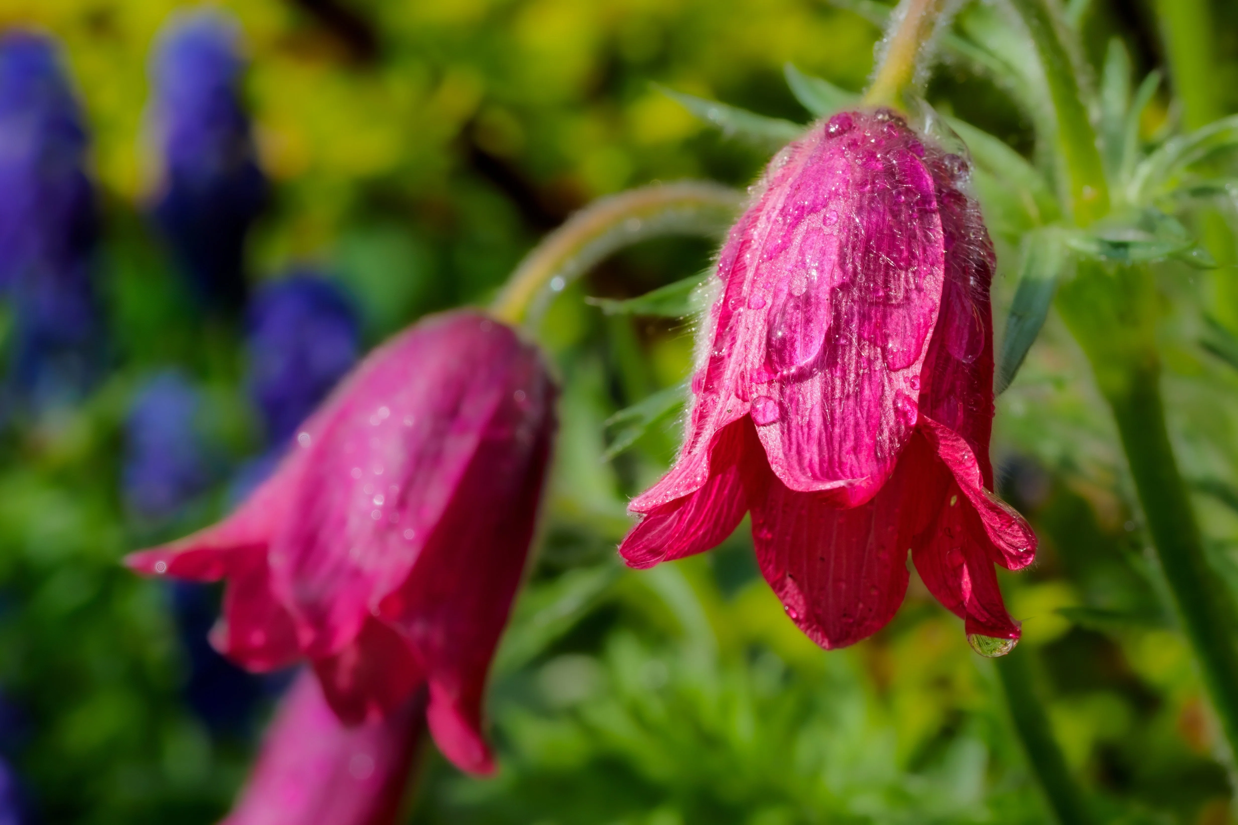 10 RED ANEMONE Pulsatilla Vulgaris PASQUE Flower Seeds - Image 10