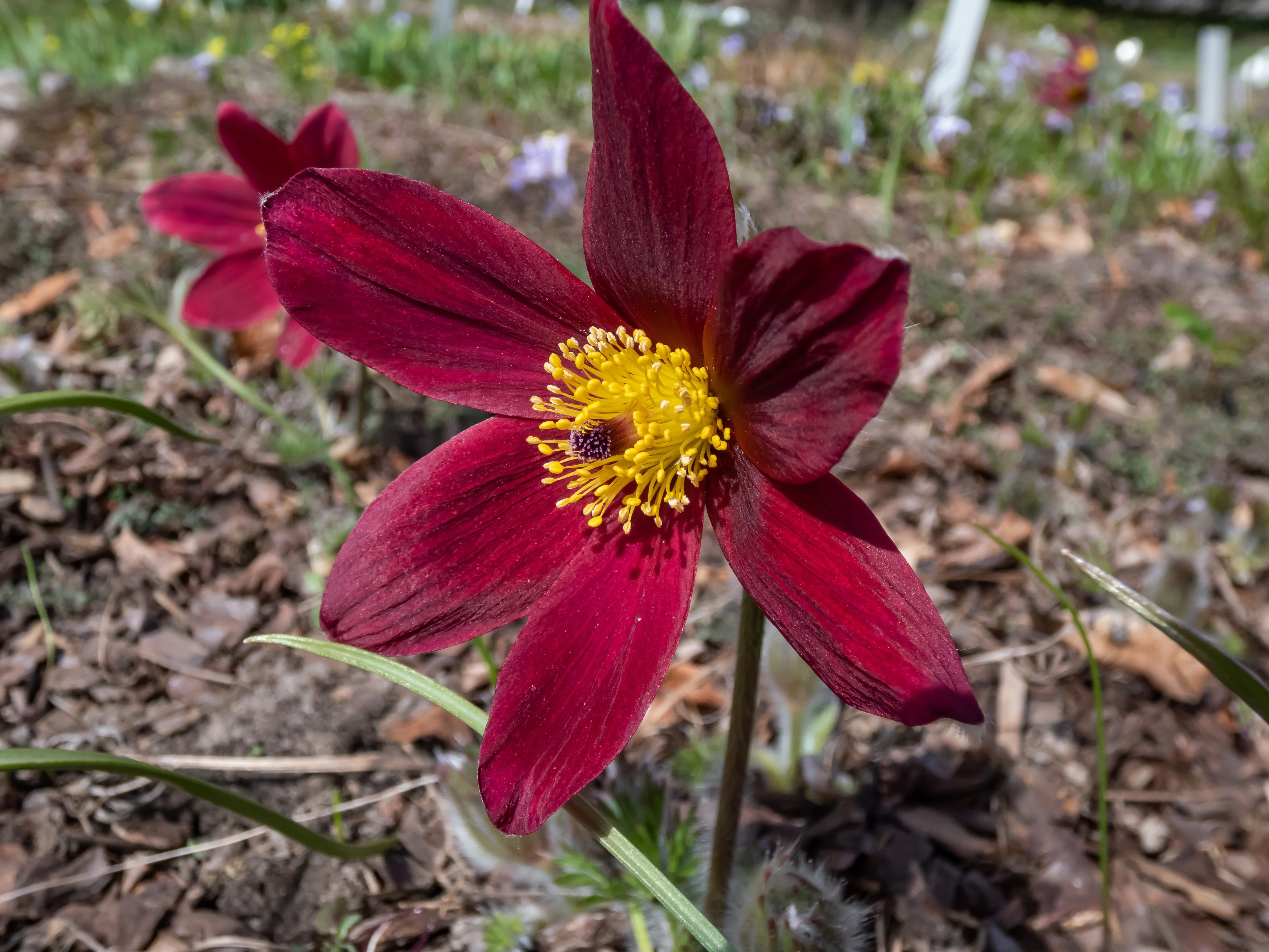 10 RED ANEMONE Pulsatilla Vulgaris PASQUE Flower Seeds - Image 7