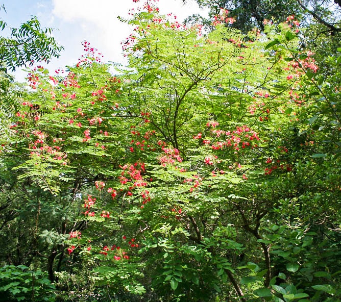 10 RED BIRD Of PARADISE Caesalpinia Pulcherrima aka Pride of Barbados, Dwarf Poinciana, Peacock Flower Seeds - Image 3