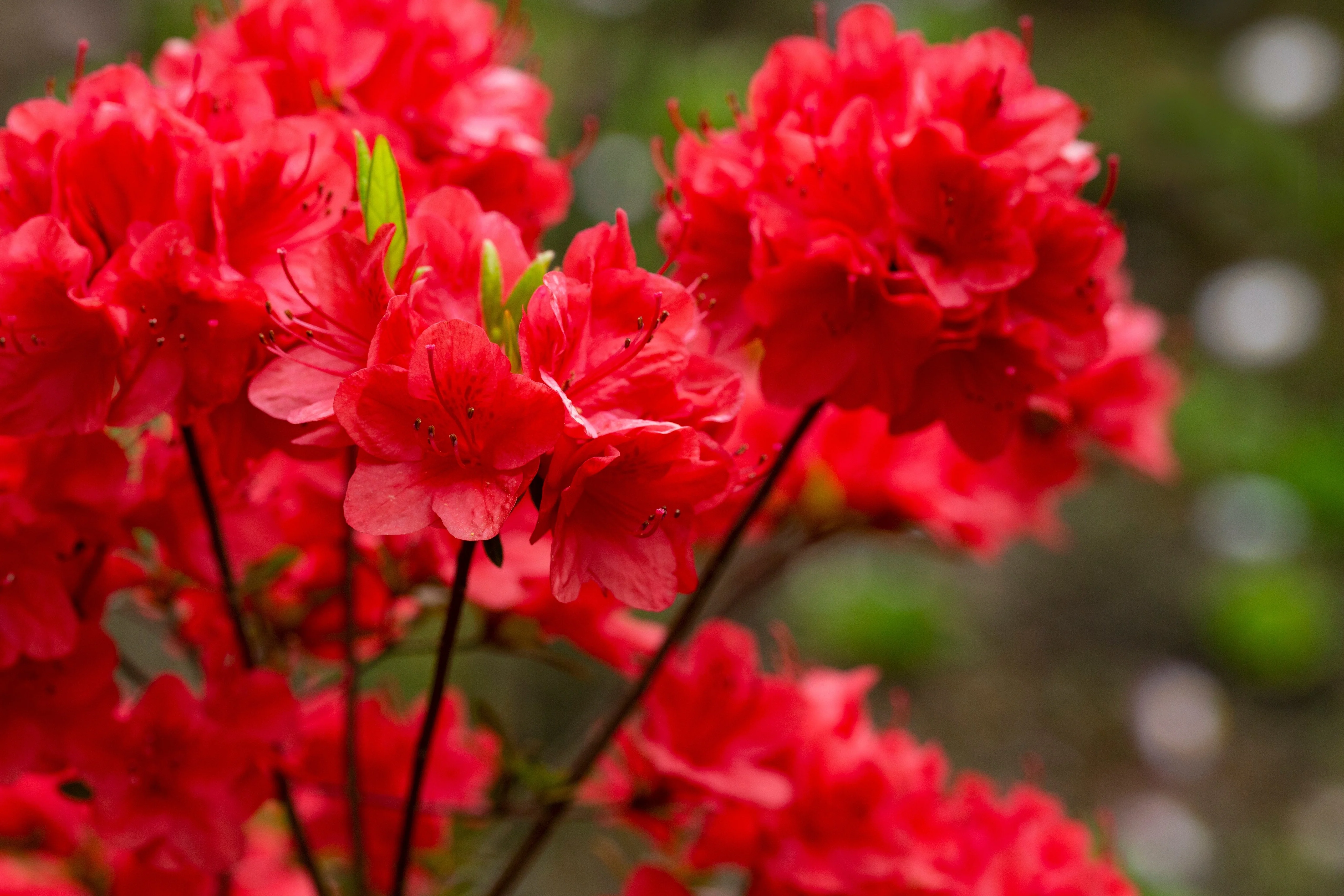 10 RED CUMBERLAND AZALEA Rhododendron Cumberlandense Bush Shrub Flower Seeds - Image 9