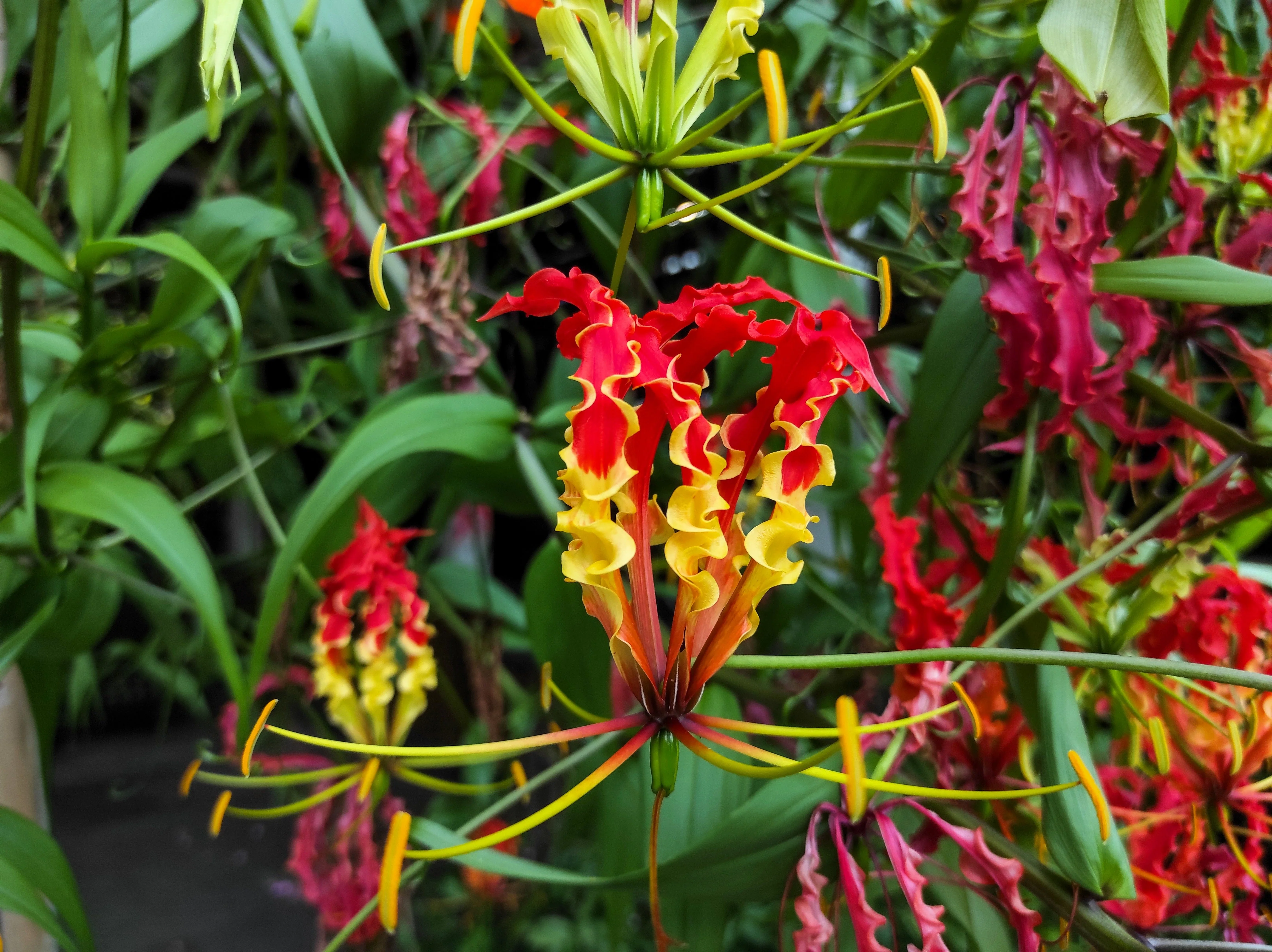 10 RED GLORIOSA LILY Flame Lily Gloriosa Superba Red & Yellow Flower Vine Seeds - Image 5