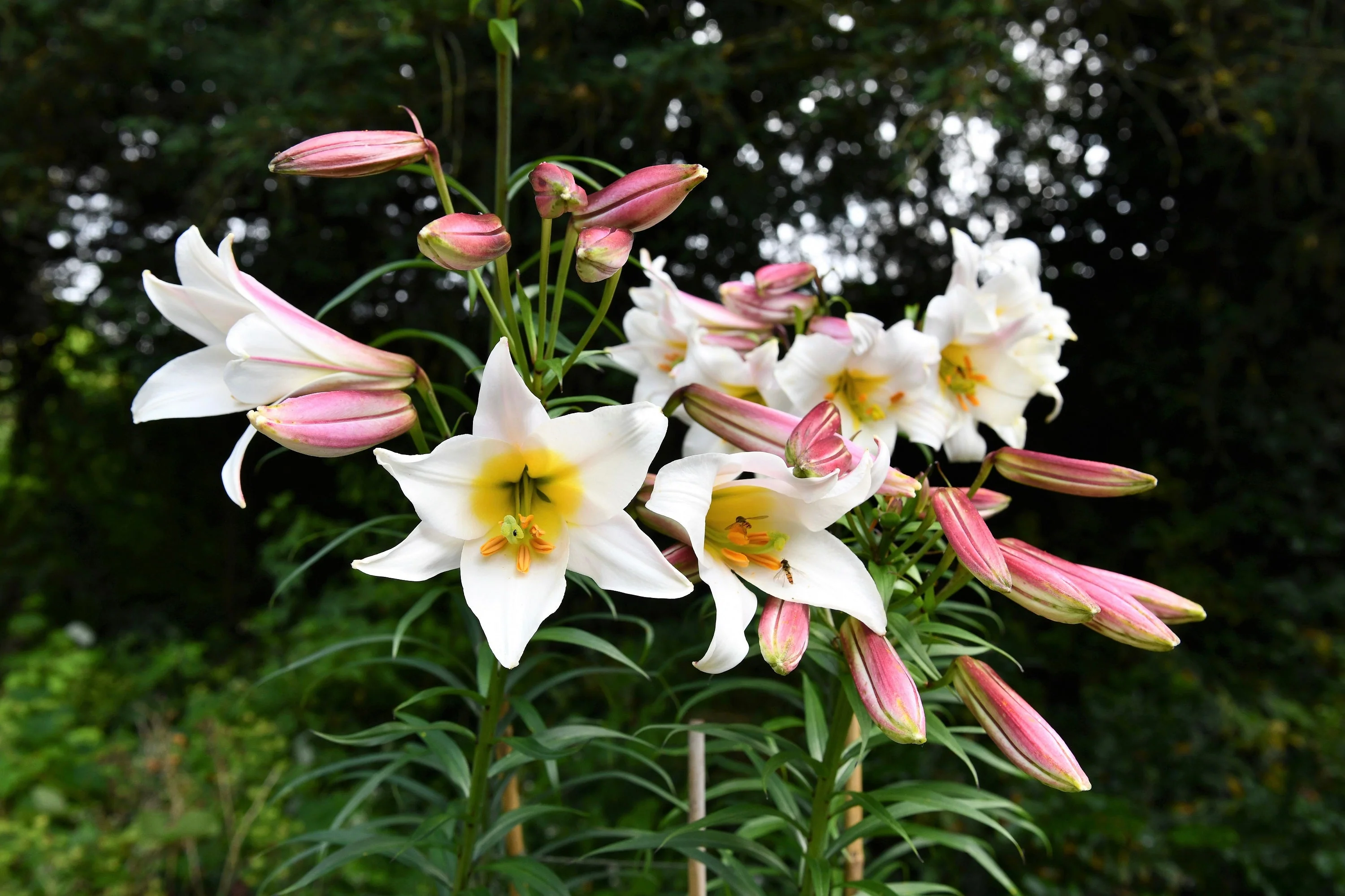 10 REGAL TRUMPET LILY aka Royal / King's Lilium Regale White Pink Yellow Flower Seeds - Image 6
