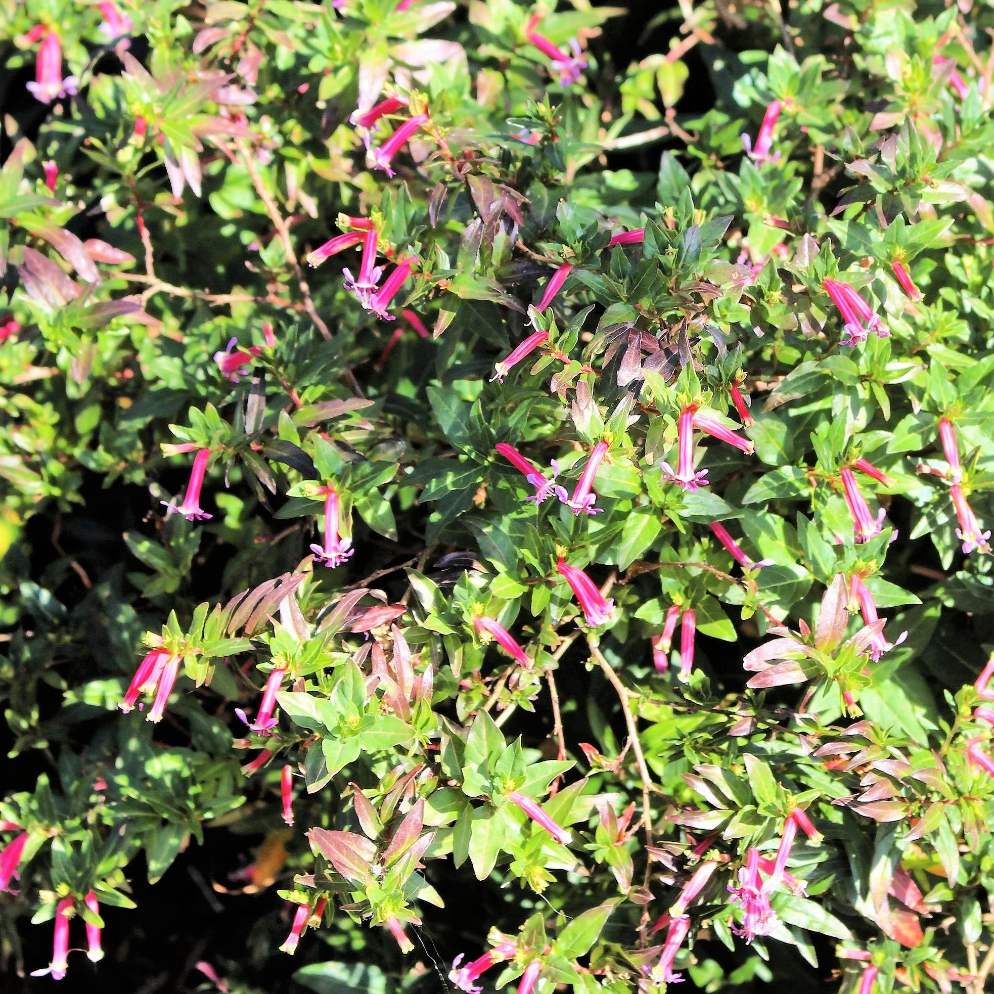 10 ROSE CIGAR PLANT Mexican Firecracker Cuphea Ignea Coan Pink Yellow Hummingbird Flower Seeds - Image 3