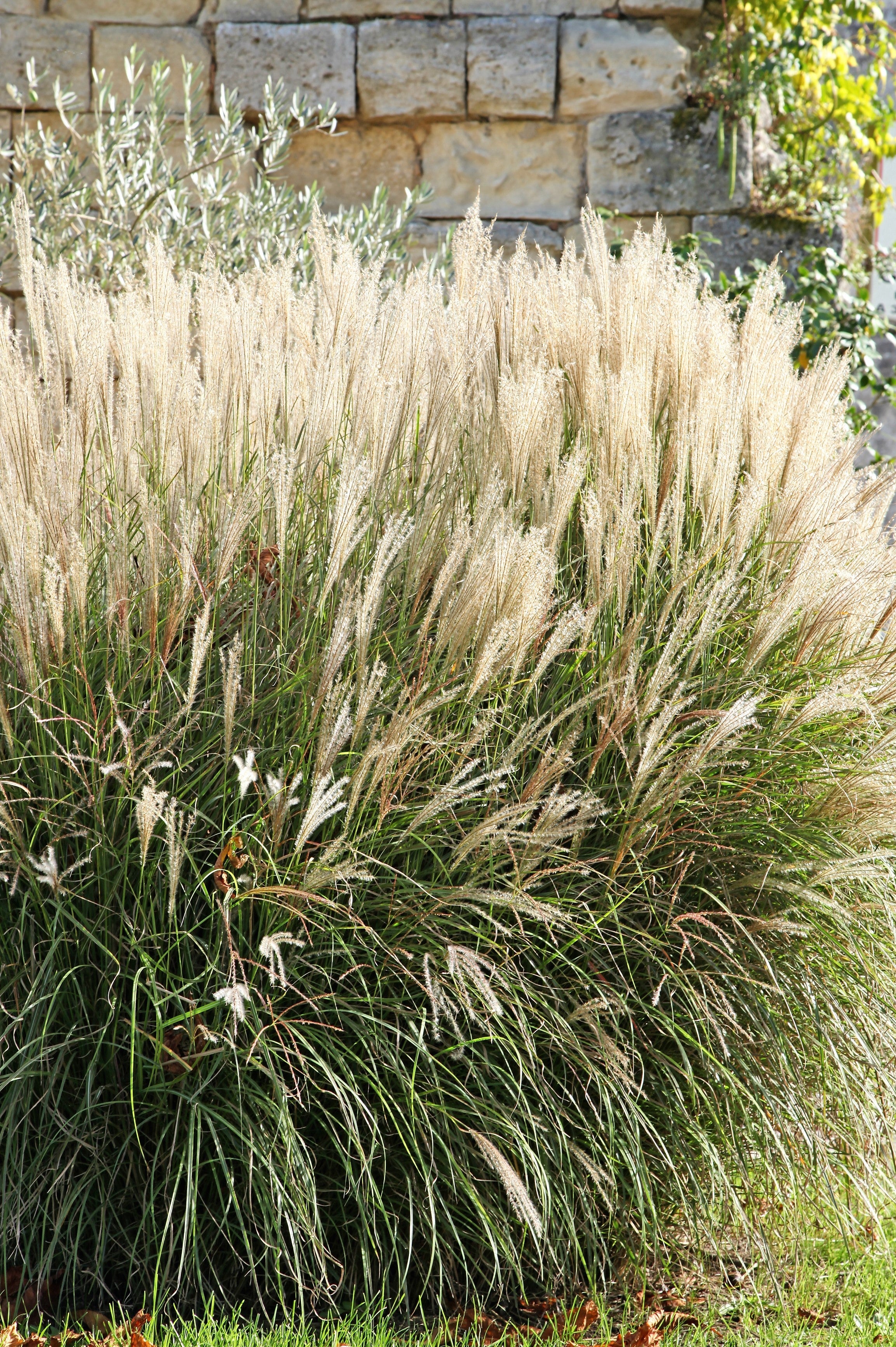 10 SILVER MAIDEN GRASS Miscanthus Sinensis Japanese Pampas Perennial Flower Seeds - Image 12