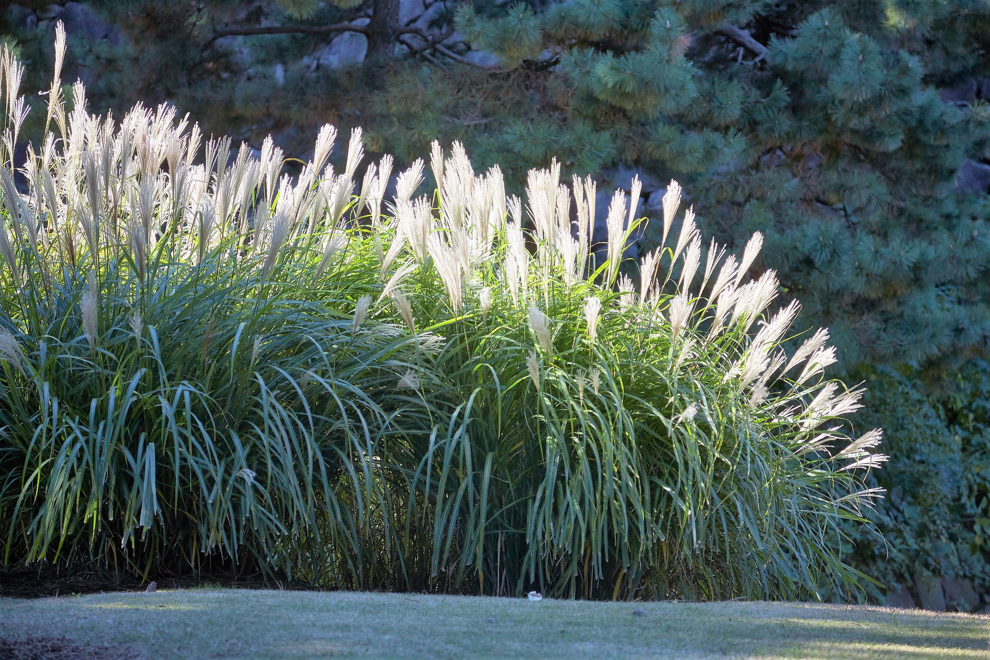 10 SILVER MAIDEN GRASS Miscanthus Sinensis Japanese Pampas Perennial Flower Seeds - Image 2
