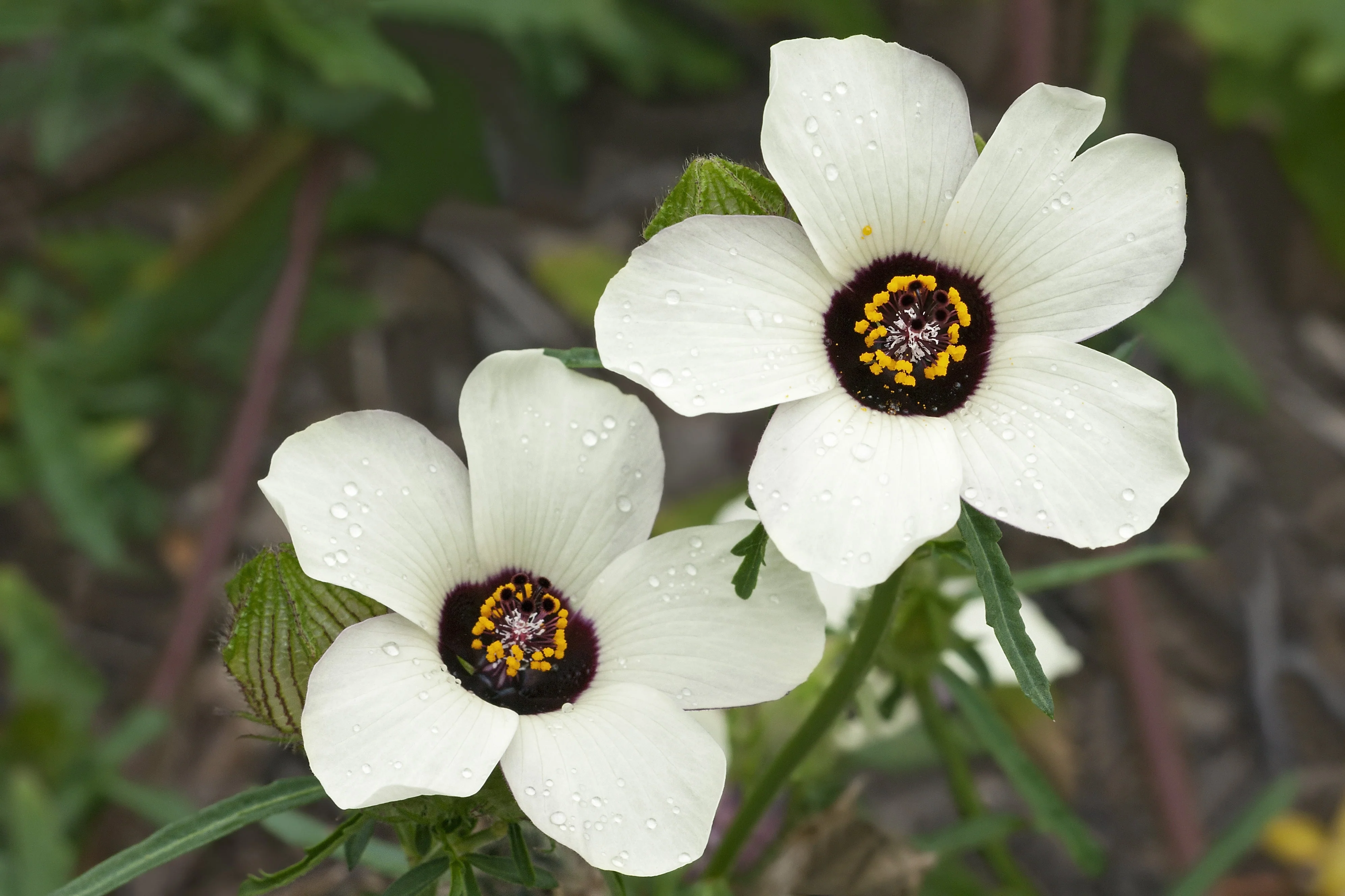 10 SIMPLY LOVE HIBISCUS (Flower of the Hour / Baldder Hibiscus) Hibiscus Trionum Flower Seeds - Image 3