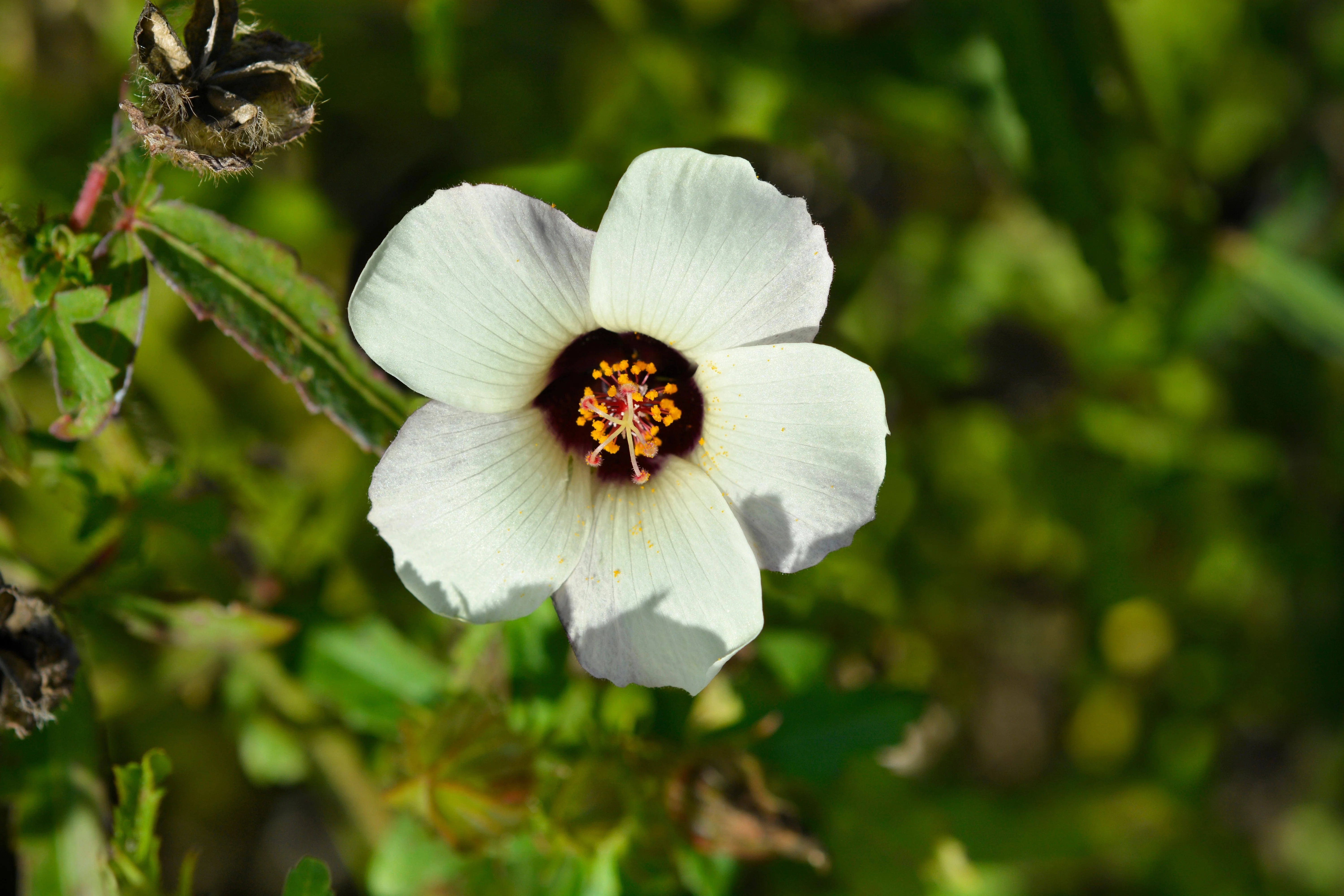 10 SIMPLY LOVE HIBISCUS (Flower of the Hour / Baldder Hibiscus) Hibiscus Trionum Flower Seeds - Image 4