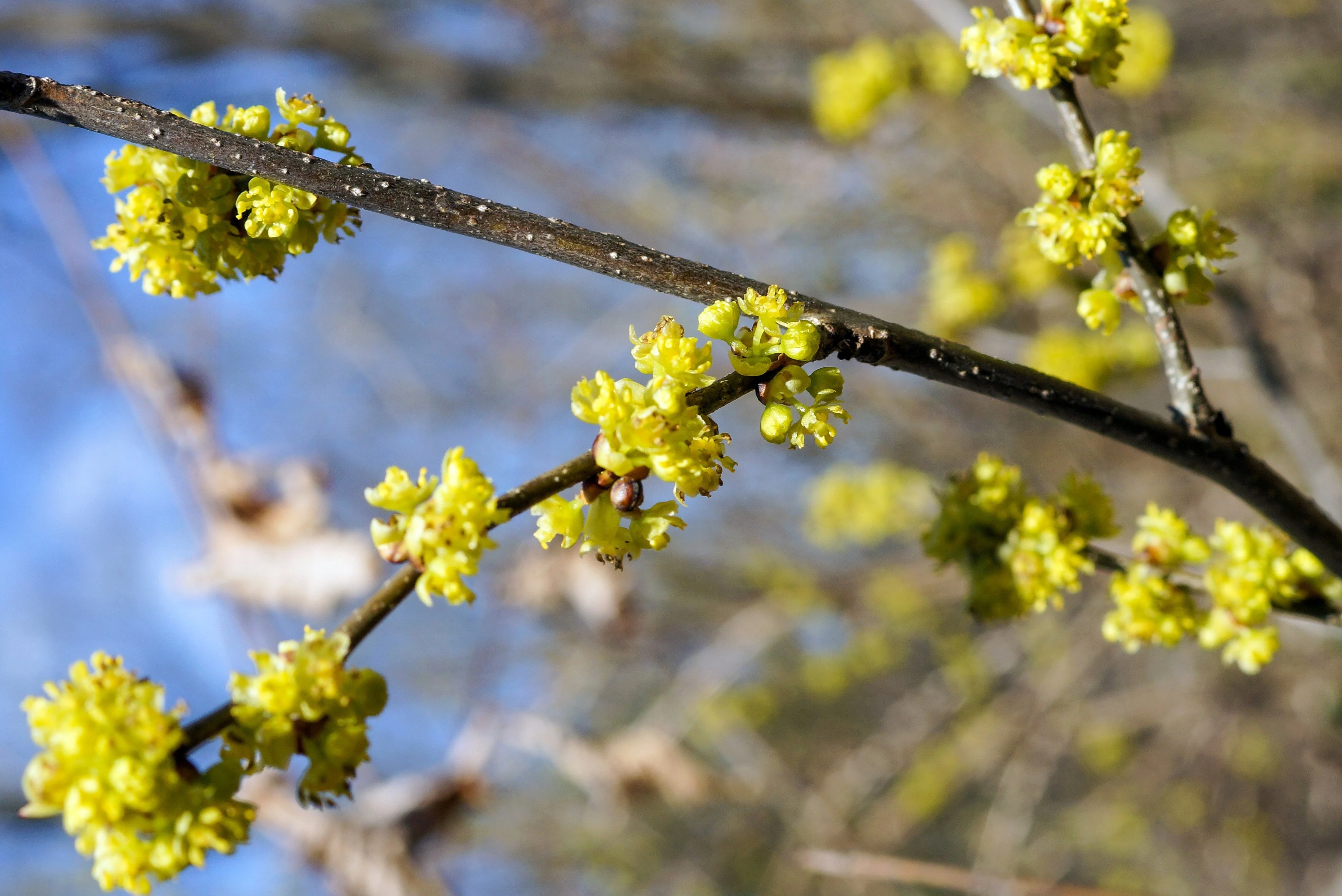 10 SPICEBUSH Wild Allspice Lindera Benzoin Northern Spice Bush Red Berry Yellow Flower Seeds - Image 8