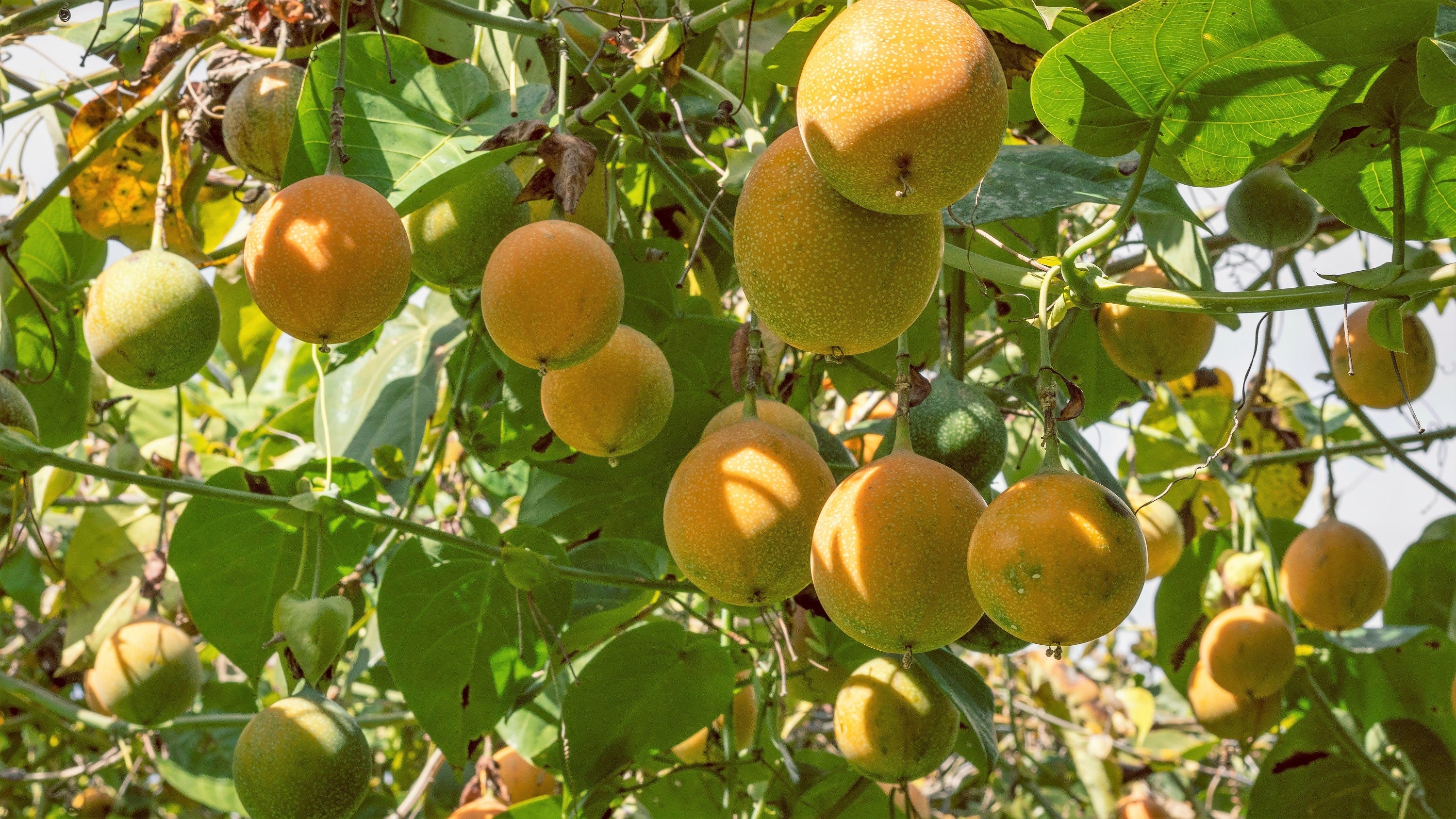 10 SWEET GRANADILLA Yellow Passionfruit Grenadia Sugar Fruit Passiflora Ligularis Huge Purple & White Flower Yellow Orange Fruit Vine Seeds - Image 5