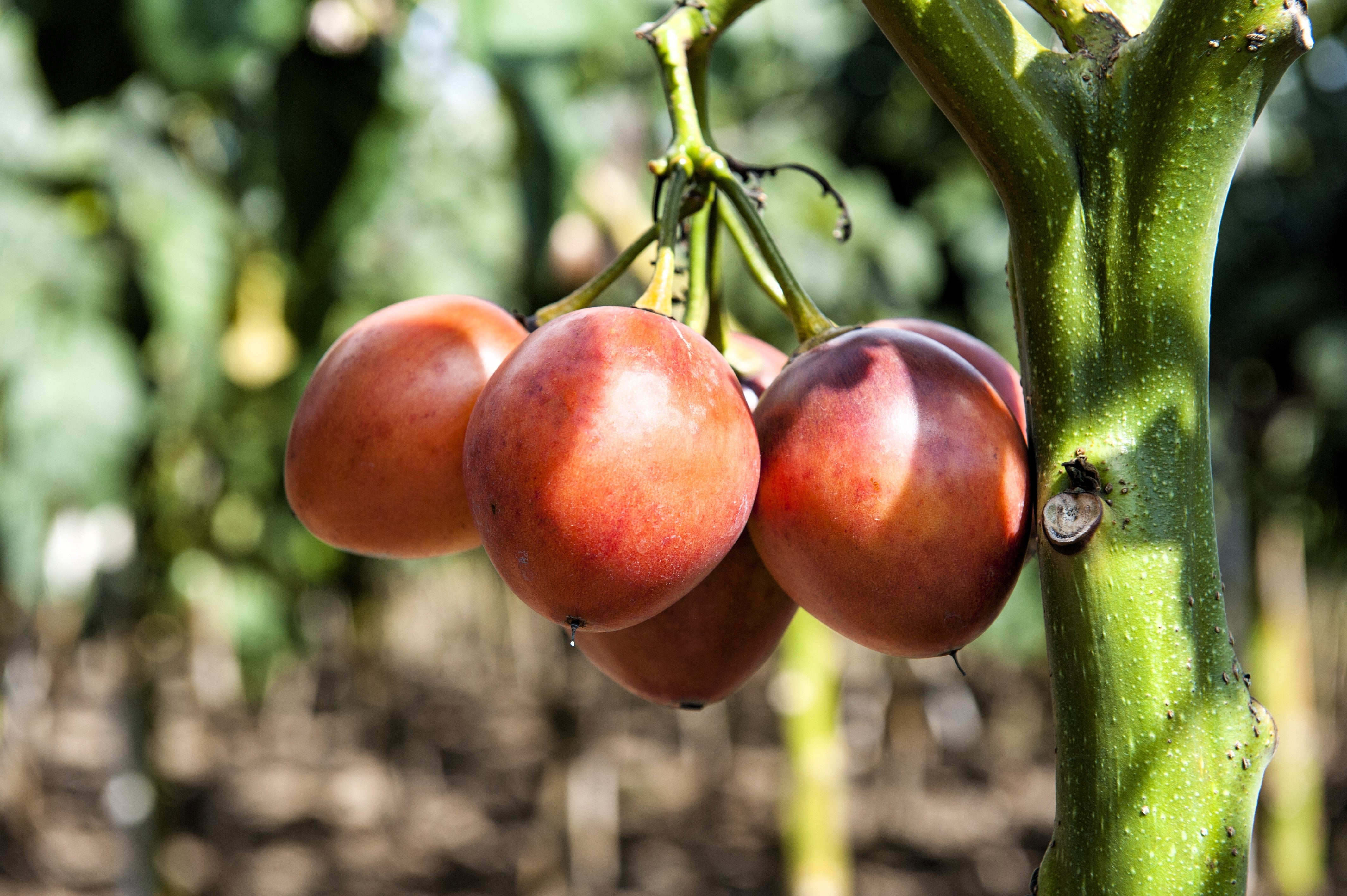 10 TAMARILLO / TREE TOMATO Cyphomandra Betacea Solanum Fruit Tree Seeds - Image 6