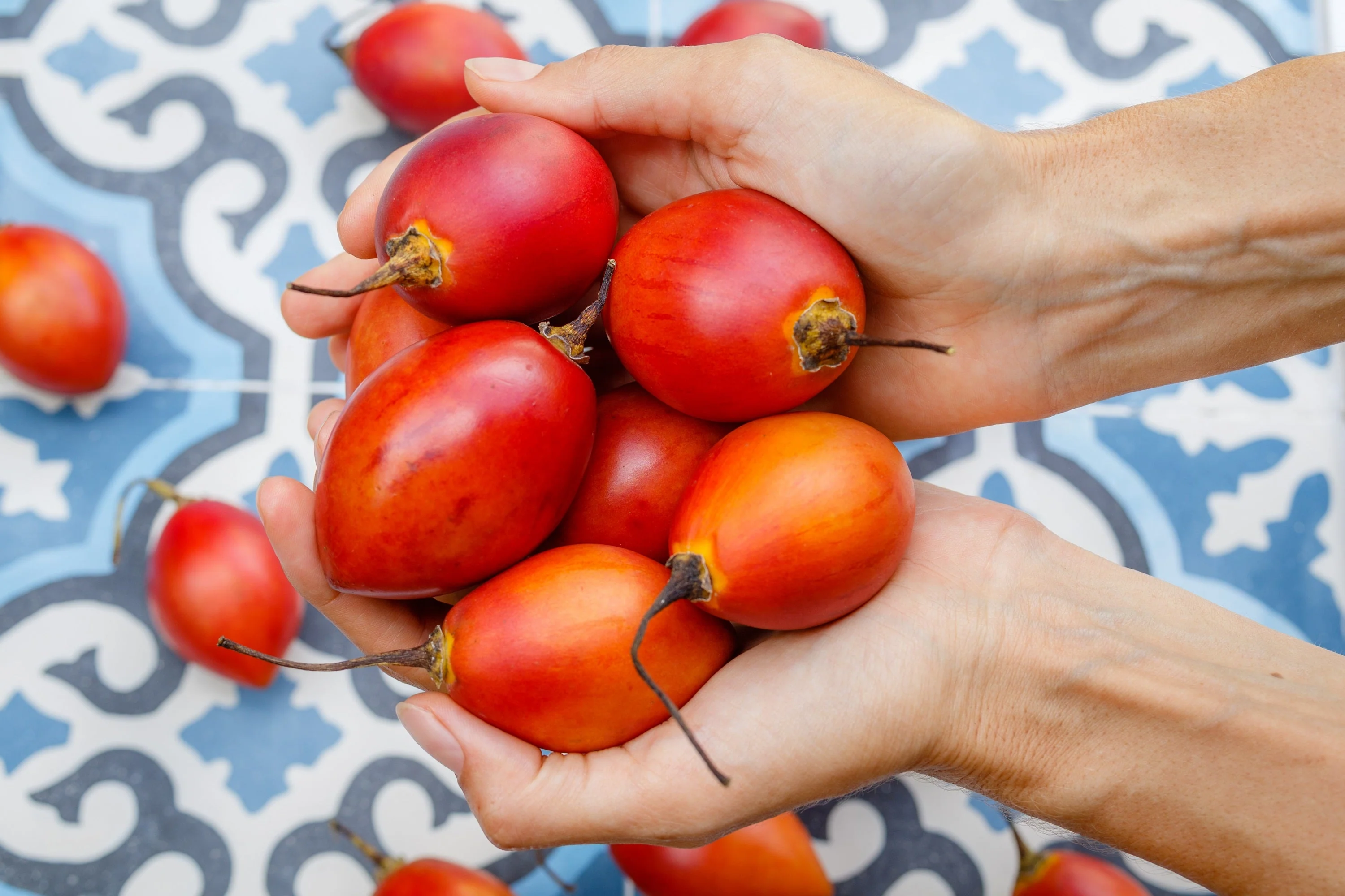 10 TAMARILLO / TREE TOMATO Cyphomandra Betacea Solanum Fruit Tree Seeds - Image 7
