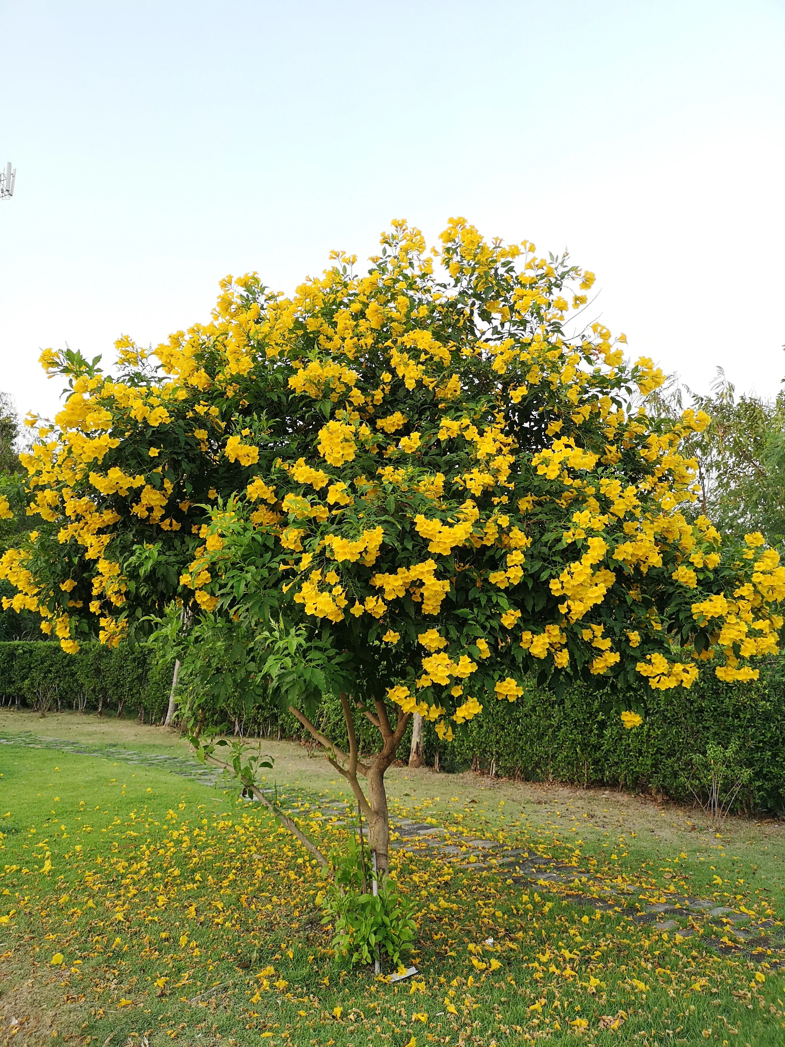 10 TECOMA STANS (Yellow Trumpetbush / Yellow Bells / Yellow Elder / Esperanza) Flower Shrub Bush Seeds - Image 10