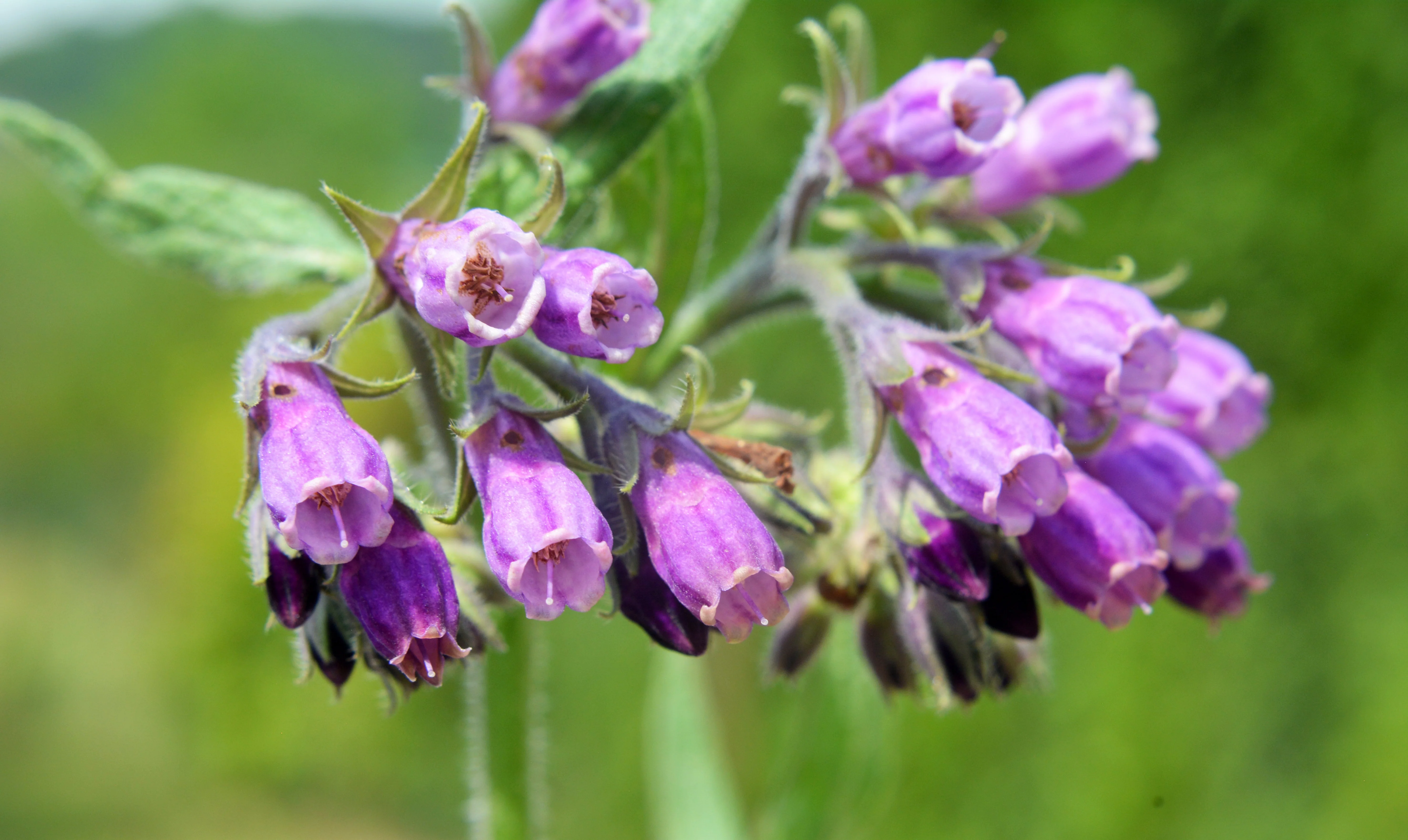10 TRUE COMFREY Comphrey Symphytum Officinale Herb Seeds Purple Flowers - Image 10